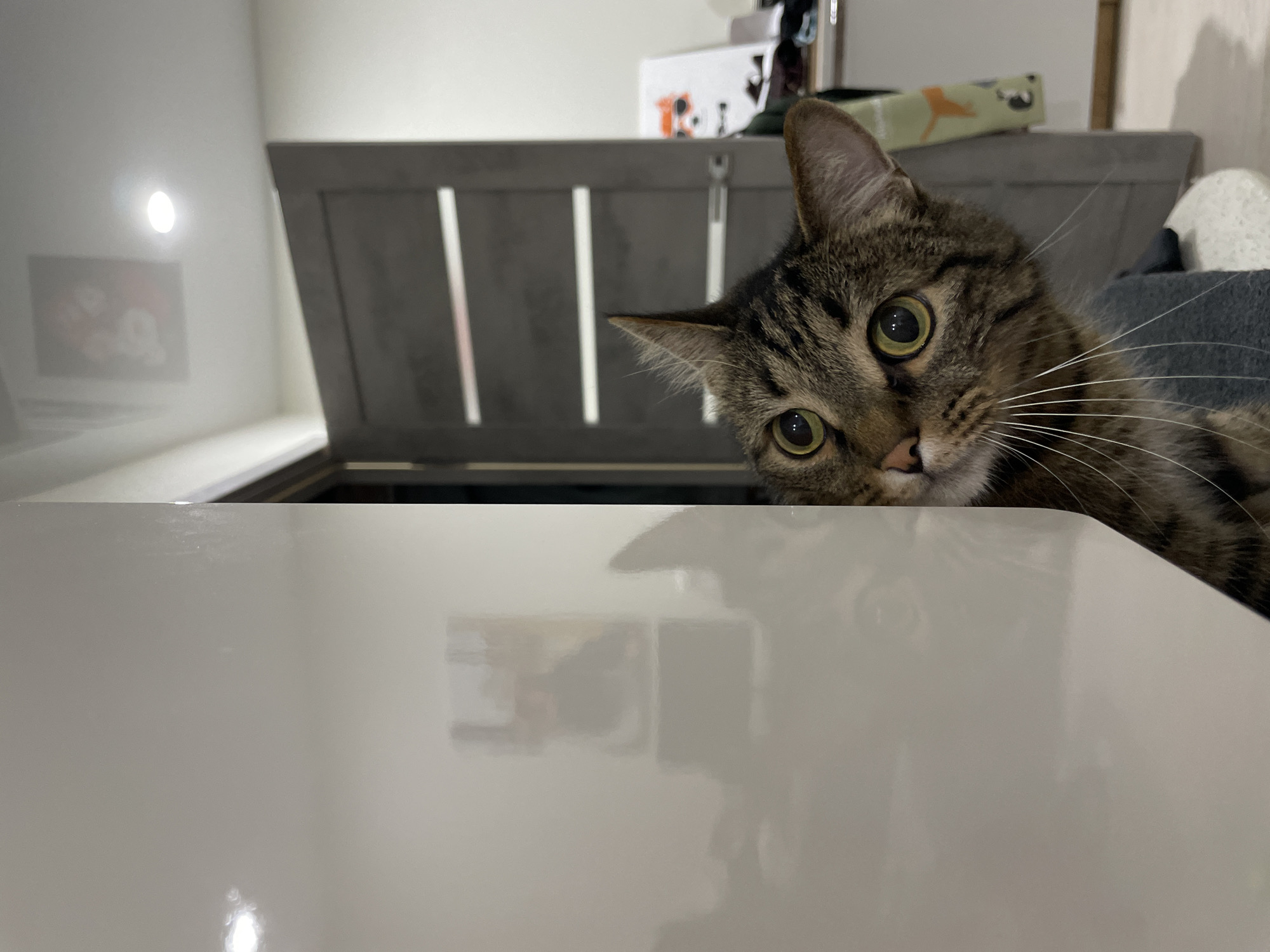 A curious tabby cat with striking yellow-green eyes peeks over a reflective, light-colored surface in the foreground. The cat, with prominent white whiskers and a mix of brown and black striped fur, is positioned on the right side of the frame, looking directly into the camera with wide, attentive eyes. Its head and part of its body are visible.
The foreground is dominated by a smooth, glossy surface, likely a table or counter, which reflects a circular bright light source from the upper left. This surface also shows blurred reflections of the cat's face and some indistinct shapes or images on a wall in the distance.
In the background, behind the cat, is a piece of dark grey furniture with vertical slats, possibly a cabinet or headboard. On top of this furniture, various objects are visible, including what appears to be a light-colored box with some orange/red markings. To the far right, a soft, light-colored object, perhaps a blanket or cushion, is partially seen. The scene is indoors, dimly lit, suggesting an evening or night setting, with artificial light contributing to the illumination and reflections. The perspective is from a low angle, emphasizing the cat's playful or curious gaze.