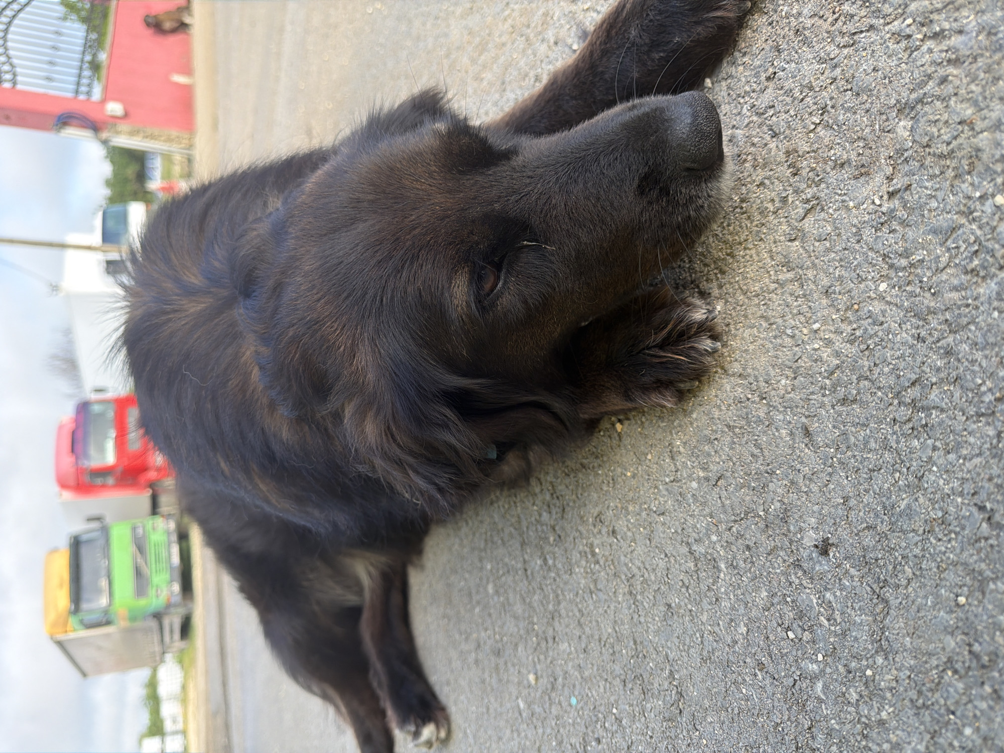 A large, dark-furred dog is the central subject, depicted lying on its left side on a grey, textured asphalt surface. The dog has thick, shaggy fur that is predominantly dark brown or black, with subtle reddish-brown highlights visible on its back and around its muzzle. Its head is resting on the ground, and its dark eyes are open, directed slightly towards the viewer, conveying a calm and relaxed expression. A black, wet nose is prominent, and some lighter, possibly white or grey, fur can be seen on its paws and chin.
The background is out of focus, revealing elements of an outdoor setting. Several large vehicles, specifically semi-trucks, are visible on the left side of the frame. A bright red truck is prominent, with a green and yellow truck positioned behind it. These vehicles suggest a truck stop, a parking area, or an industrial zone. Further back, a red building with a dark metal fence is partially visible under a bright, overcast sky. A blurry, dark shape, possibly another animal or a person, can be faintly seen near the red building.
The lighting indicates bright daylight, and the ground appears dry, suggesting fair weather. The dog's posture implies it is resting comfortably. The scene provides a glimpse of an animal in a practical, possibly working or transit-oriented environment, situated in Dolno Ablanovo, Bulgaria. There is no visible text in the image.