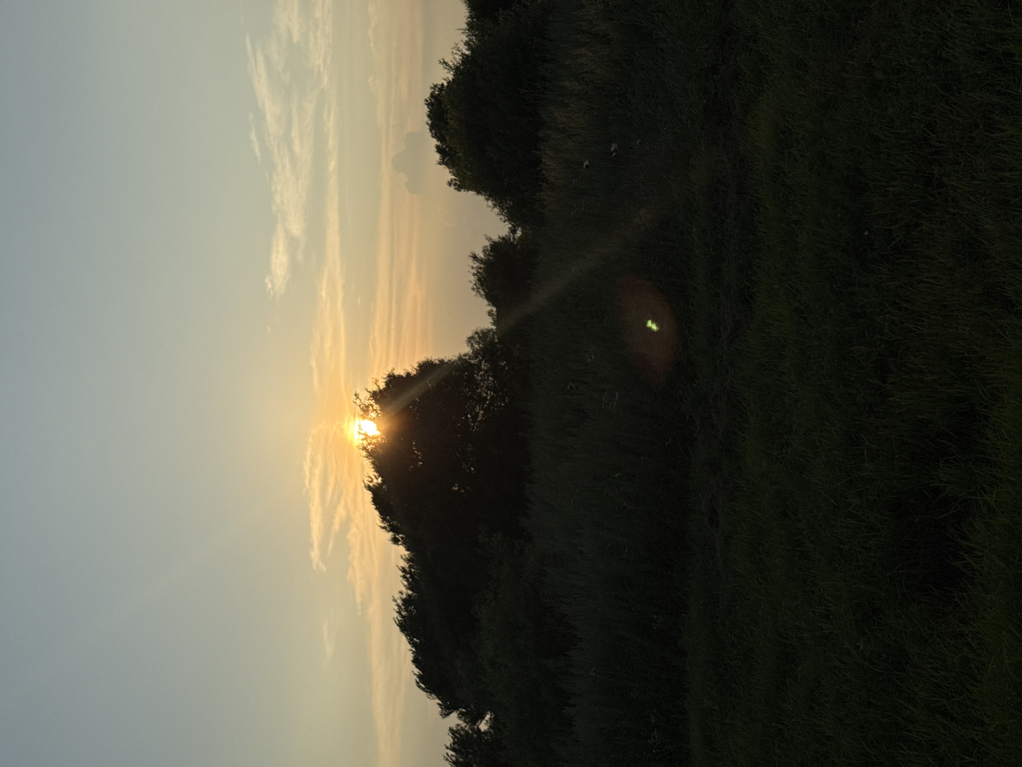 The image depicts a sunset over a natural landscape, likely on the outskirts of Vozdvijenka, Russia. Silhouetted trees and tall grass dominate the foreground, casting dark shadows. The sun is partially obscured by foliage, emitting a warm glow and sunbeams that fan across the sky. A faint lens flare is visible in the lower left quadrant of the image. The sky transitions from a pale blue at the top to a warm orange and yellow near the horizon, with thin clouds scattered across it. The overall scene conveys a sense of tranquility and the end of a day in a rural or natural setting.