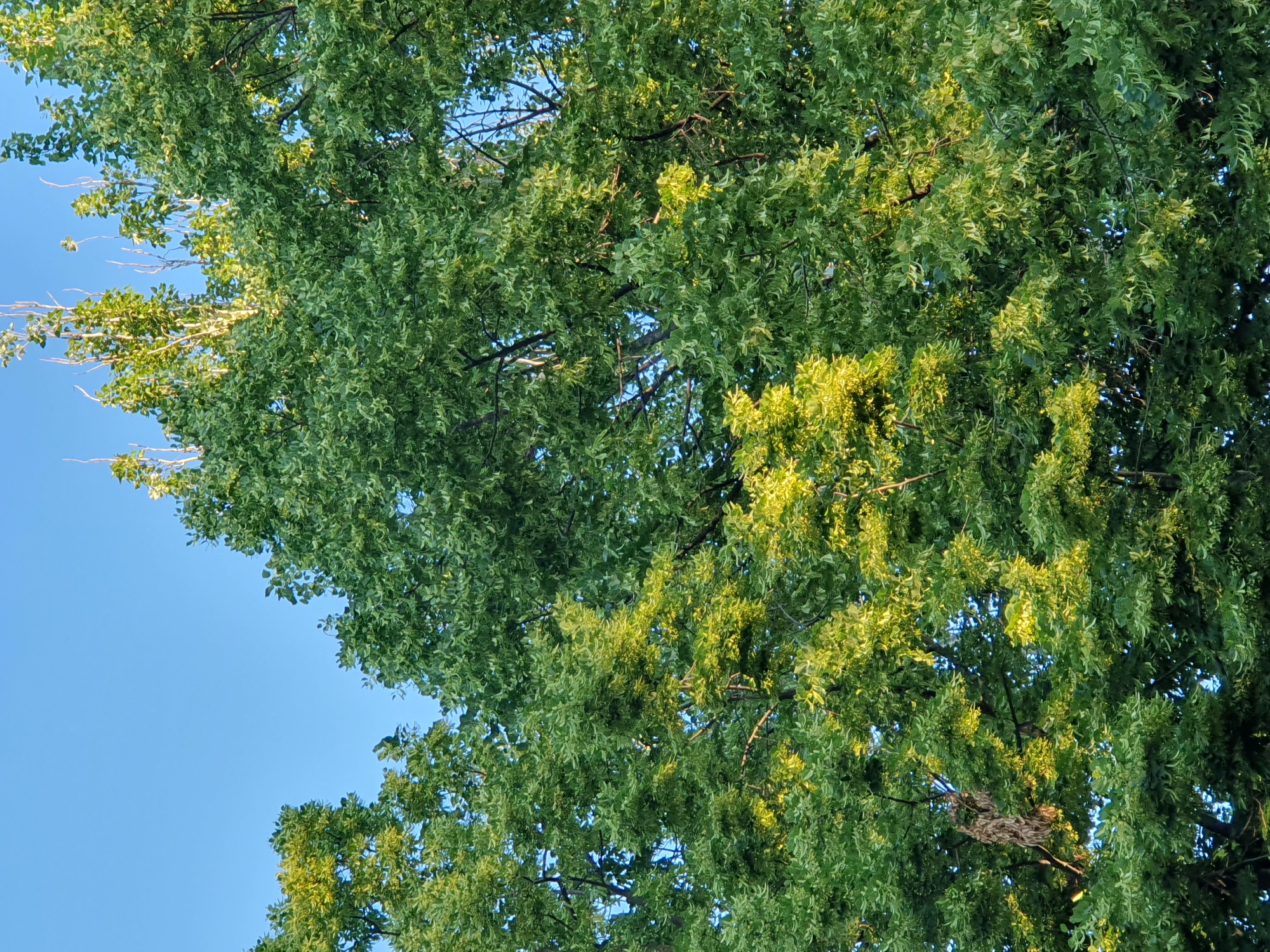 A close-up, upward-facing shot captures the dense canopy of a large tree against a clear, bright blue sky. The leaves are a vibrant green, with some areas catching the sunlight, creating a golden-yellow hue. The tree appears healthy and full, with intricate branch structures visible beneath the foliage. The overall impression is one of abundant nature. The location is unknown.