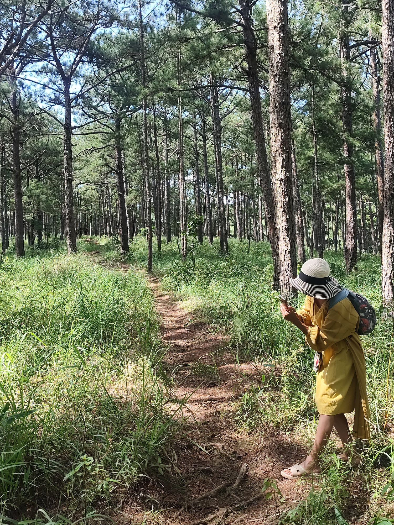 A person wearing a yellow dress, a striped hat, and sandals is standing on a dirt path in a pine forest. The person is holding a smartphone in their hands and looking at it. The path is surrounded by tall pine trees and lush green grass. The sun is shining through the trees, creating dappled shadows on the ground. The scene appears to be a hiking trail in a natural environment. The provided context suggests the location is in Da Lat, Vietnam.