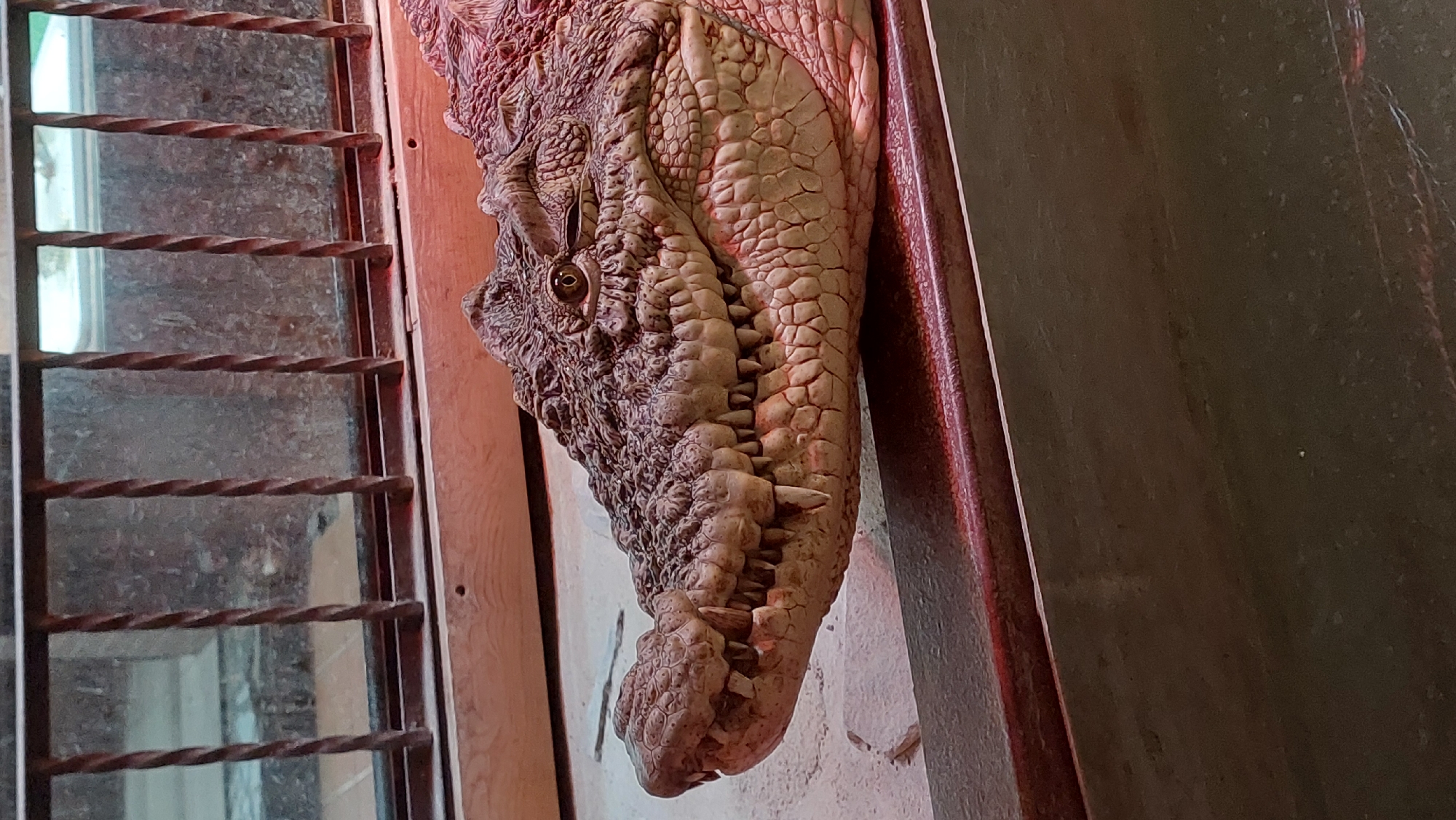 A close-up, head-on shot shows a crocodile's head resting on a dark wooden surface. The crocodile is facing left, with its mouth slightly open, revealing rows of sharp teeth. Its skin is rough and scaly, with a pattern of bumps and ridges. The crocodile's eye is visible, a dark pupil with a lighter iris. Behind the crocodile, a barred window with a reddish glow can be seen, suggesting an artificial light source. The environment appears to be indoors, possibly an enclosure or habitat for the animal.