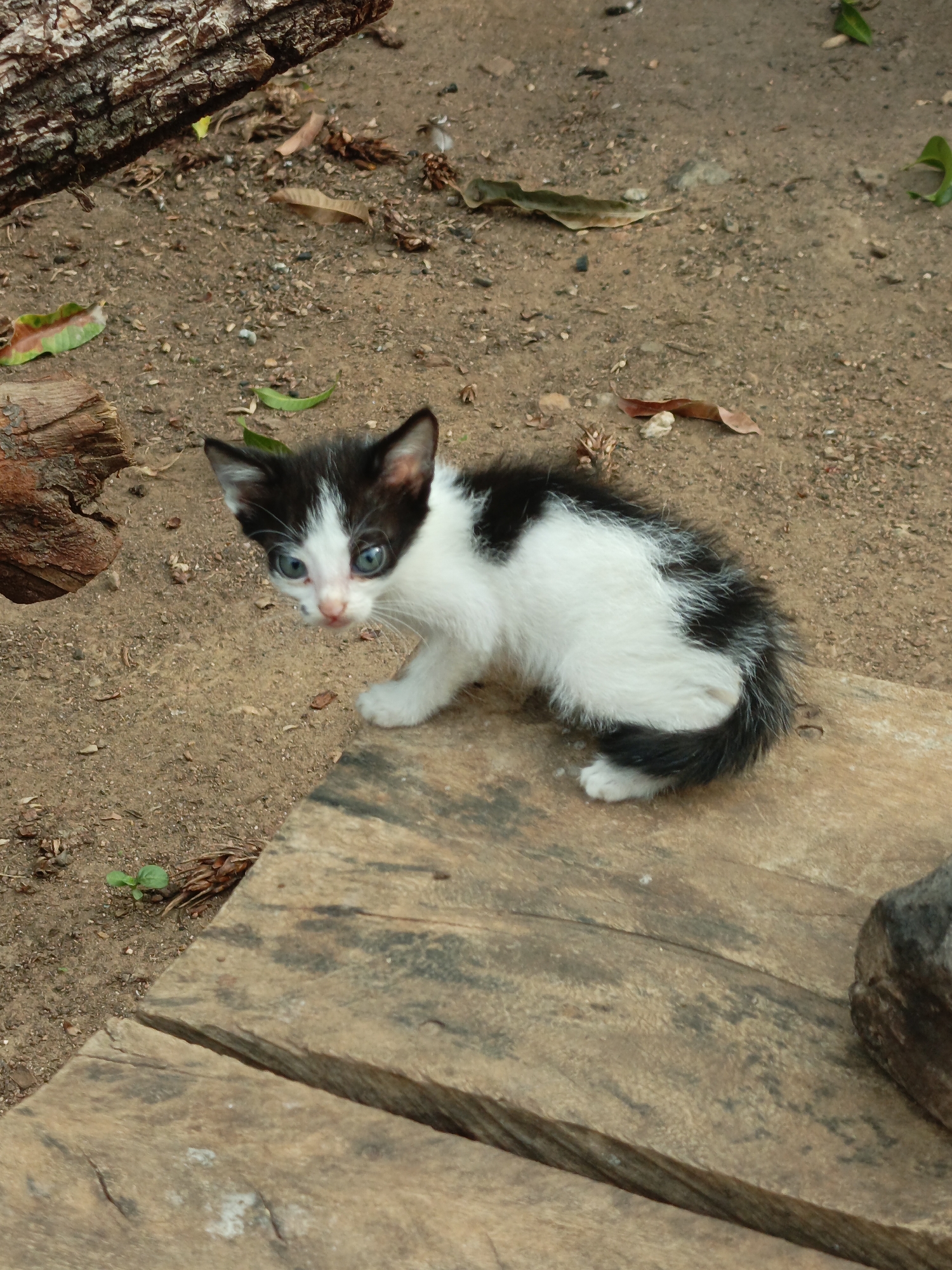 An eye-level outdoor shot captures a small, black and white kitten in Akwanga, Nigeria. The kitten, with striking light blue eyes, is the central subject, positioned slightly left of the frame's center, looking directly at the viewer with an alert and curious expression. Its fur is primarily white on the face, chest, and belly, with black markings on its head (forming an M-shape), ears, back, and tail.
The kitten stands with its front paws on a rustic, light brown wooden plank that angles up from the bottom left corner of the frame. The surrounding ground is a sandy, light brown earth, littered with small pebbles, dried leaves, and occasional green foliage. In the upper left background, a large, dark-barked tree trunk or log is visible, lying horizontally. Another piece of cut wood or tree stump is partially seen on the left side, closer to the kitten. The lighting indicates it is daytime, with soft, natural illumination. No specific activity is depicted other than the kitten's attentive gaze. There is no visible text.