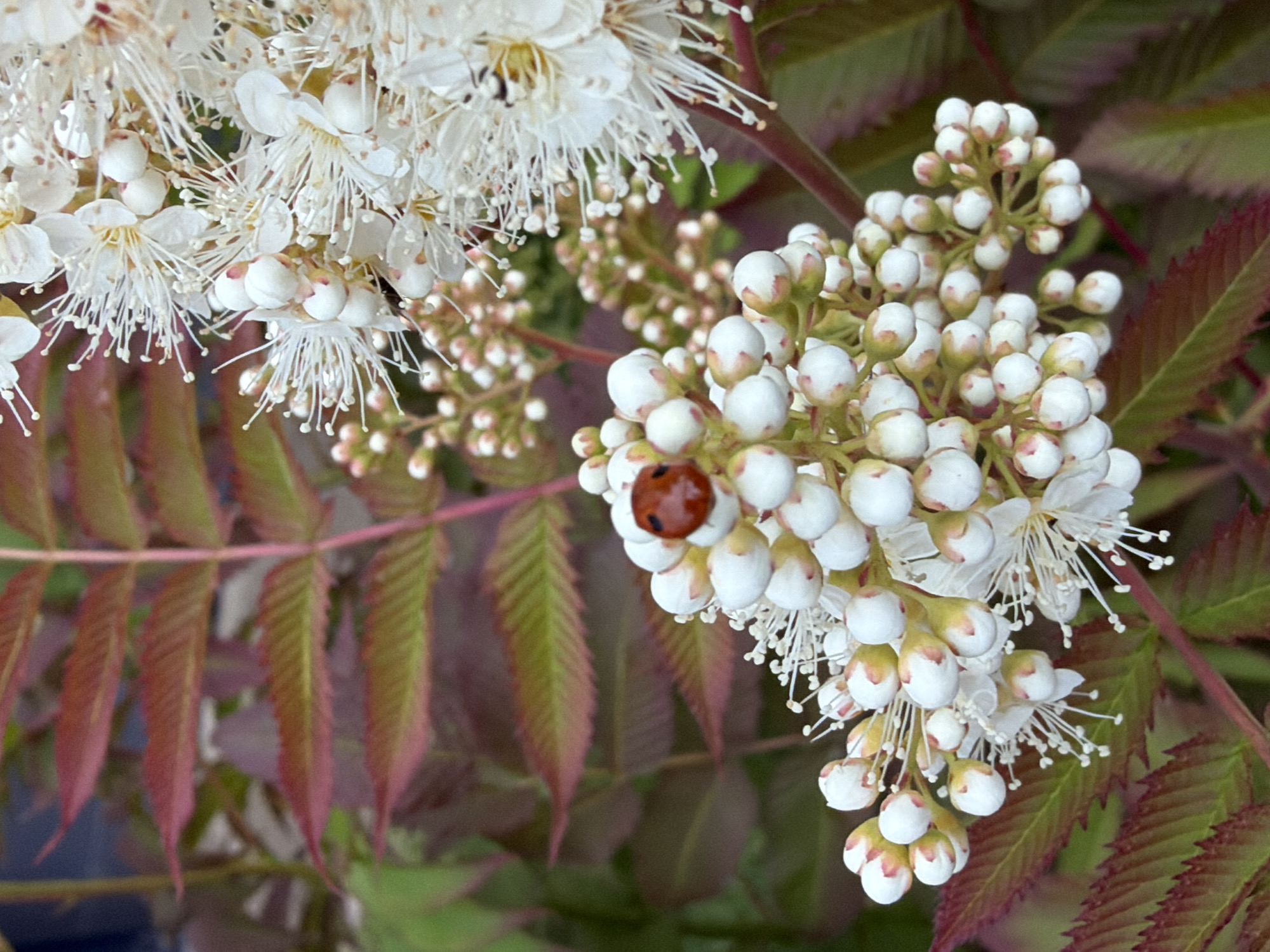 A close-up, eye-level shot focuses on a cluster of small, white flowers with delicate white stamens, some of which are blooming and others are still in bud. A single, bright red ladybug with black spots is perched on one of the buds. The background is blurred, showing reddish-green leaves and the dark green foliage of the plant. The lighting is bright, with soft shadows. The overall scene appears to be outdoors, likely in a garden or natural setting.