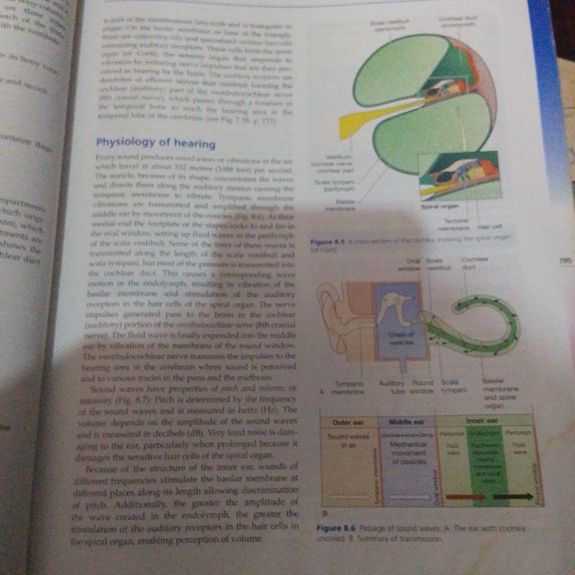 The media file is a close-up photograph of an open textbook page. The primary subject is the printed text and accompanying diagrams illustrating the physiology of hearing. The text discusses how sound waves travel through the ear, detailing the roles of different parts like the tympanic membrane, ossicles, and cochlea.
Two diagrams are visible. The larger diagram, labeled "Figure 8.5 A cross-section of the cochlea showing the spiral organ," depicts a cross-section of the cochlea with various parts labeled, including the "Scala tympani," "Scala vestibuli," "tectorial membrane," "hair cell," and "spiral organ." A smaller inset diagram shows a magnified view of a section of the cochlea. Below this, "Figure 8.6 Passage of sound waves" presents a simplified diagram of the ear divided into "Outer ear," "Middle ear," and "Inner ear," summarizing the transmission of sound.
The text describes the process of hearing, including the vibration of membranes, the role of fluid waves in the inner ear, and the stimulation of auditory receptors. It also touches upon the properties of sound waves, such as pitch and volume, and how very loud noise can damage the ear.
There are no people, animals, or discernible weather or time of day cues. The setting is clearly an educational context, likely a classroom or library, where a textbook is being studied. The visible text is entirely in English and relates to scientific or medical information about auditory function. There is also a page number "195" visible on the right side of the page.