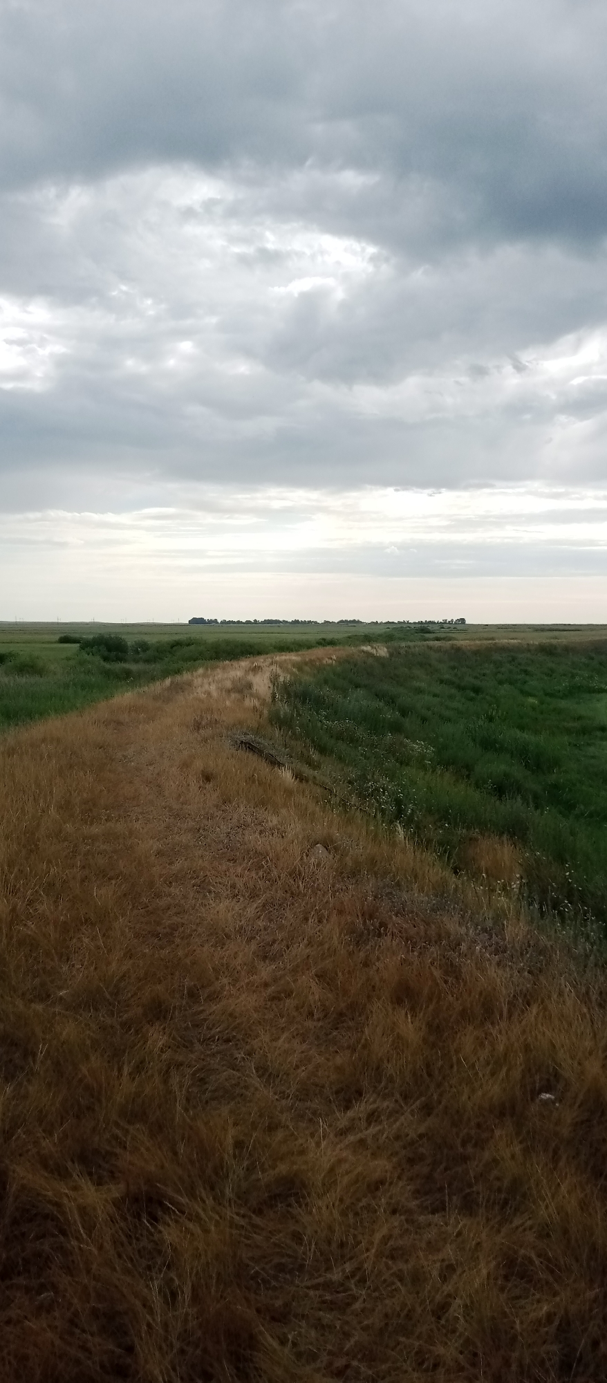 The image shows a landscape with a divide between dry, brown grass in the foreground and lush, green grass in the background. The horizon is flat, with a line of trees or bushes in the distance, and a hazy sky with clouds. The scene appears to be an open, rural area, potentially a field or prairie. There are no people or animals visible, and no specific structures or man-made objects are prominent, apart from the distant treeline which might suggest a settlement or park area. The overall impression is one of a natural environment under an overcast sky. This scene is consistent with the topography of Marinovka, Kazakhstan, which features vast open plains and agricultural lands.