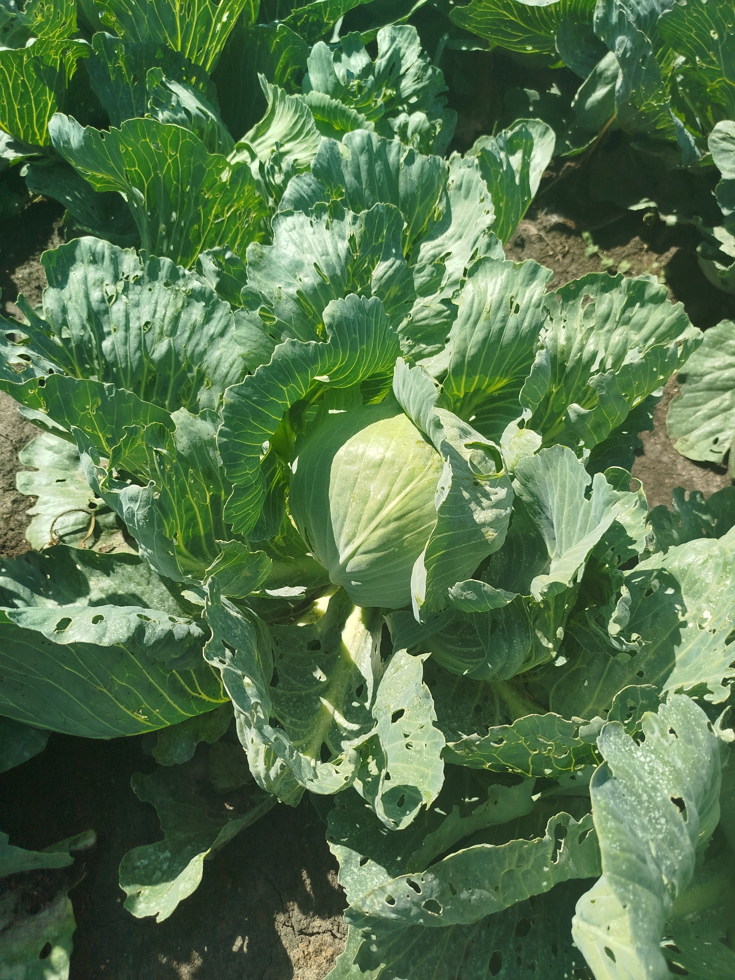 The image shows a close-up view of a field of cabbage plants. The cabbages are green with large, ruffled leaves, many of which have visible holes from insect damage. The ground between the plants is dark soil. The lighting suggests it is daytime with sunlight creating shadows. There are no people or animals visible in the image. The location is identified as Droonova, Russia.