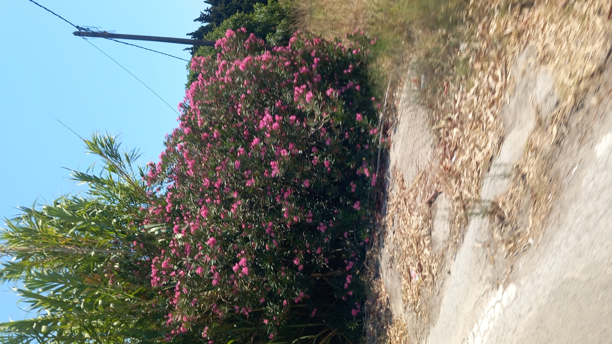 An outdoor medium shot captures a vibrant pink oleander bush in full bloom, its densely packed flowers creating a striking contrast against the lush green foliage of taller plants behind it. The scene is set against a clear blue sky, with a wooden utility pole and power lines visible in the upper right quadrant. In the foreground, a cracked concrete surface is littered with dry leaves and debris, suggesting a roadside or untended area. The overall impression is one of natural beauty juxtaposed with signs of human infrastructure and neglect, possibly in a rural or suburban setting within Unknown, Unknown.