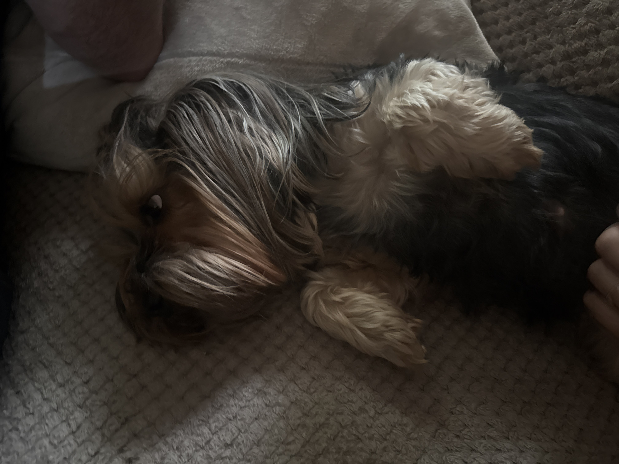 A small, long-haired dog is lying on its back on a textured, neutral-colored blanket or throw. The dog has brown and tan fur on its face and chest, with darker black or gray fur on its back and underside. Its paws are turned upwards, and its head is resting on a white pillow or cushion. A human arm and hand are visible in the upper left corner, and another hand is partially visible in the lower right corner. The lighting appears to be dim. There's no indication of the city of Varna, Bulgaria in the image.