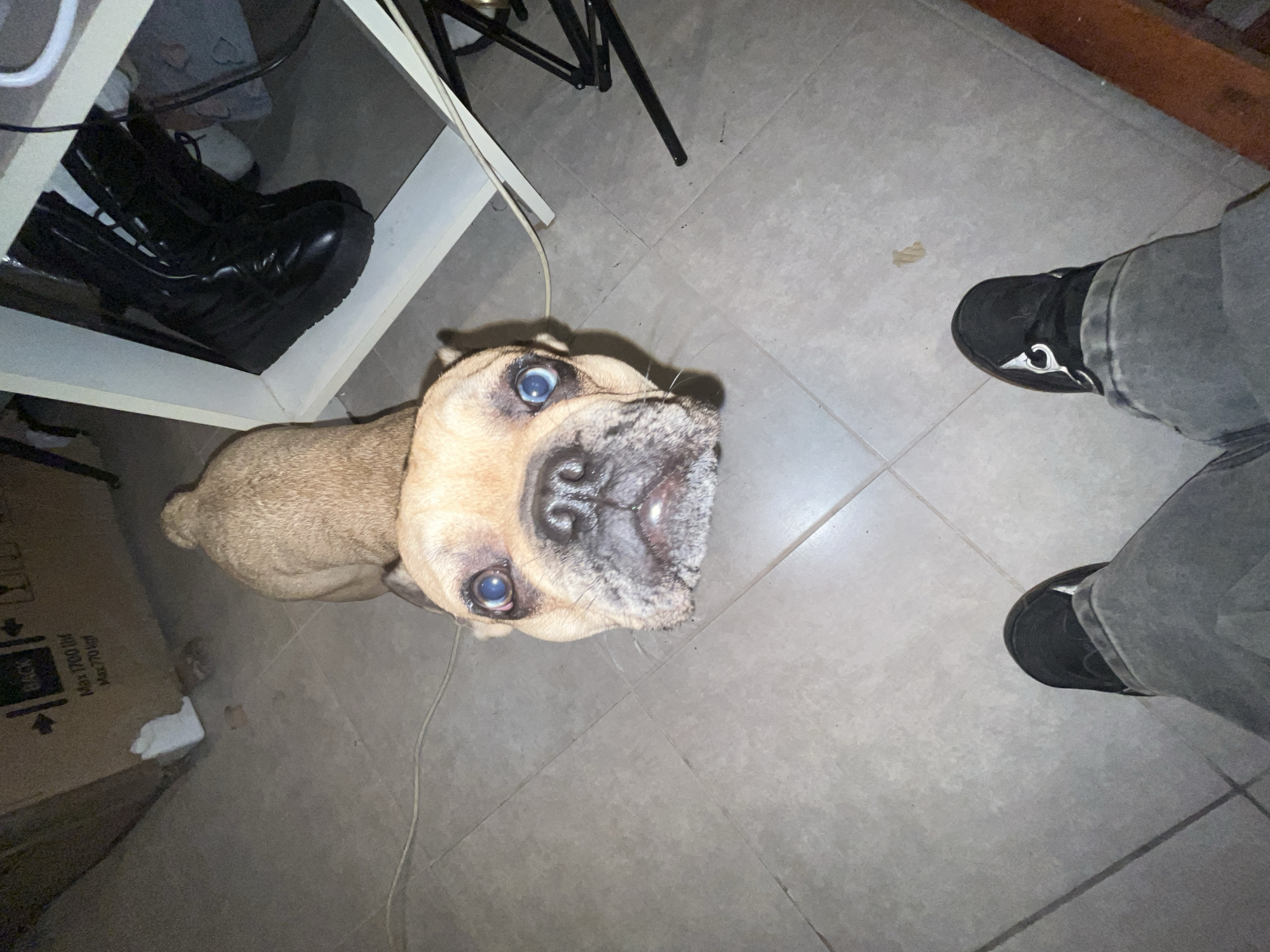 The image shows a top-down view inside a domestic setting. A tan-colored dog, likely a bulldog or pug mix, is positioned in the center, looking directly at the camera. To the dog's left, there is a white shelf containing a pair of black platform boots. Above the dog, a black chair is visible, and a power cable runs along the floor near the dog. To the dog's right, a person stands in black sneakers and gray jeans. A cardboard box is in the lower left corner. The setting is a room with gray tiled floors. There is no information given to indicate this is Buenos Aires, Argentina.