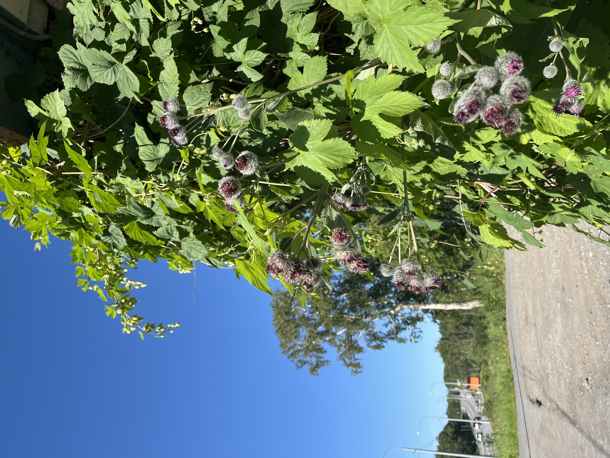 The image shows a close-up of flowering burdock plants with distinctive spiky purple and gray seed heads, set against a backdrop of bright green hop leaves. The plants are growing along a structure, likely a wall or fence, with a clear blue sky above. In the background, a paved road curves towards the left, flanked by a grassy verge and trees. A lone bird is visible on the road in the lower left corner. Further in the distance, streetlights, a few cars on the road, and more trees line the horizon. The scene appears to be an outdoor location in a semi-urban or rural setting, possibly Paratunka, Russia, given the context. The lighting suggests it is daytime with bright sunlight casting shadows.