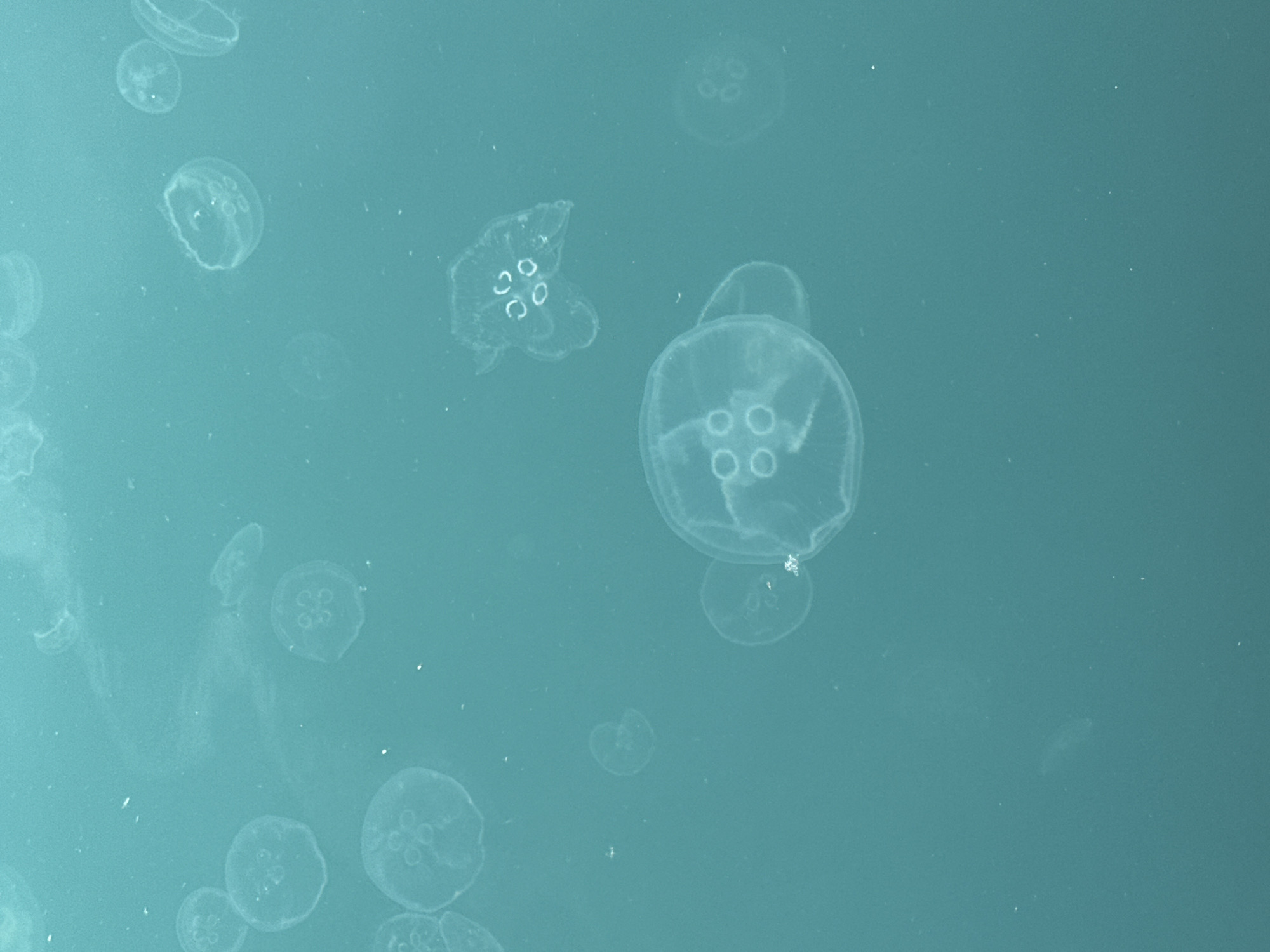 The image shows a view underwater, filled with jellyfish. The water is a greenish-blue hue. The jellyfish vary in size and are distributed throughout the frame. Some are clustered together, while others are isolated. The presence of jellyfish suggests a marine environment, likely the Black Sea near Nesebar, Bulgaria, given the prompt's information. No people are visible in the scene.