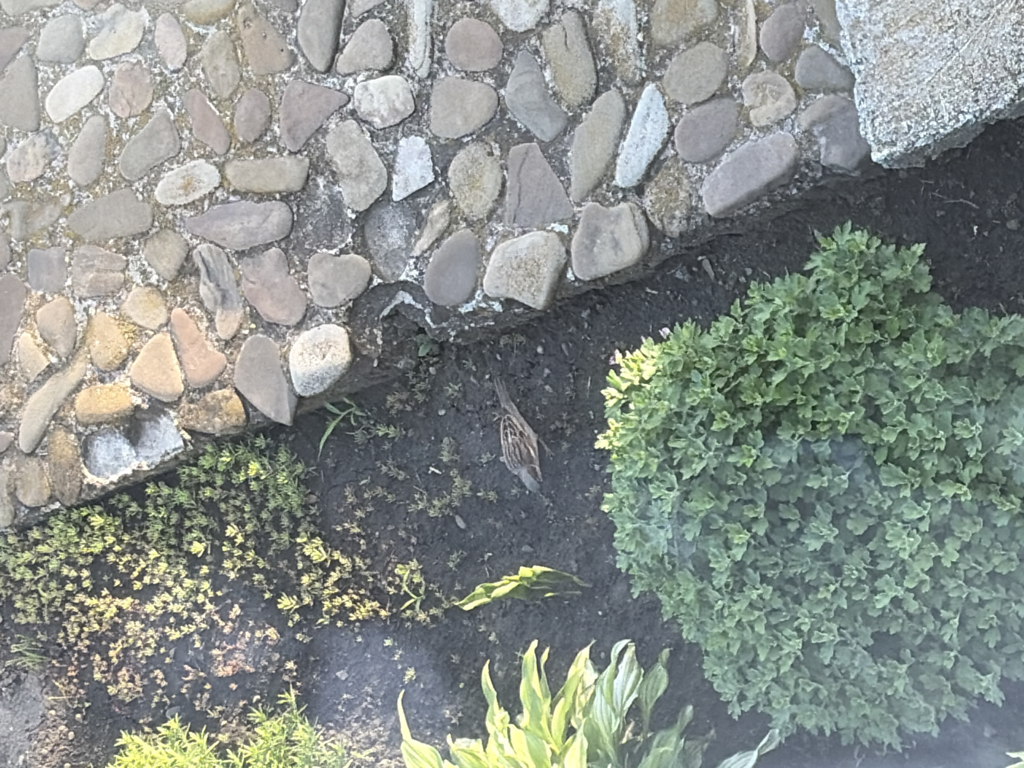 A small brown and white bird is foraging in dark soil next to a paved area made of rough, irregular stones. The paved area has a rough, grainy texture between the stones. To the left of the bird is a patch of small, light green plants, and to the bottom is a dense, leafy green bush. In the upper left corner are taller, variegated green and yellow leaves. The scene appears to be an outdoor garden or yard. The location is the city of Hanniv, Ukraine.