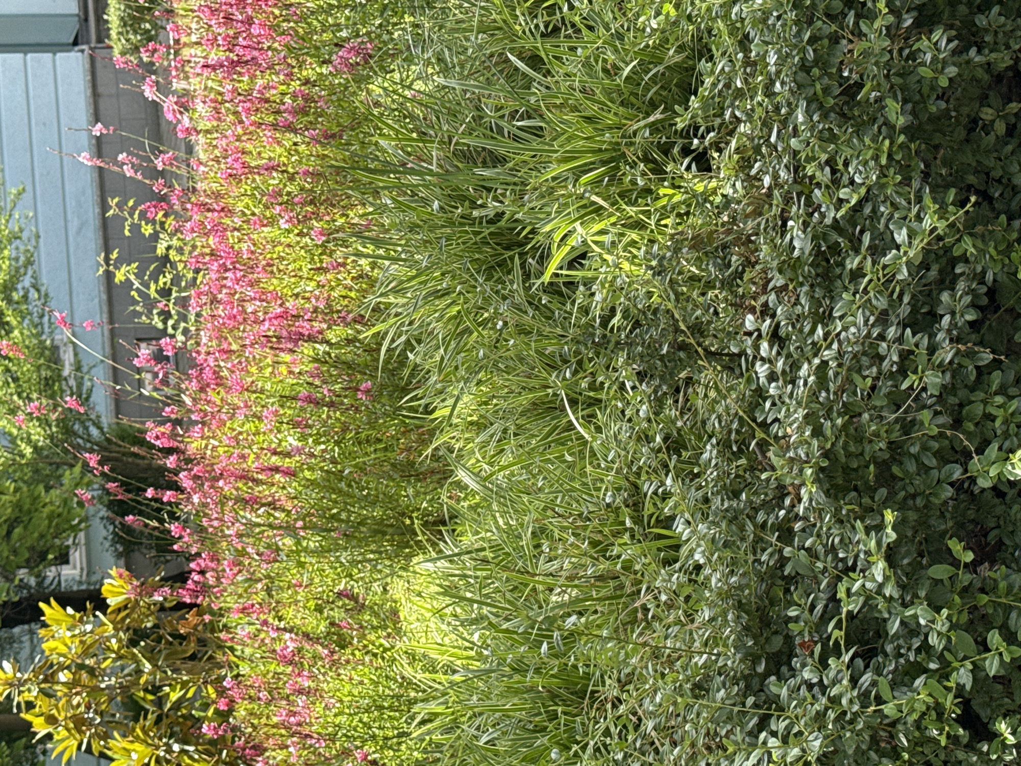 In the city of Unknown, Unknown, a sunlit garden displays a vibrant mix of flora. In the foreground, a dense, low-lying green hedge with small, rounded leaves provides a soft, textured base. Behind this, tall, slender green grass with variegated stripes rises, catching the sunlight and creating a sense of depth. Interspersed within and behind the grasses are delicate pink flowers on thin stems, adding pops of bright color to the scene. Further back, a tree with broad, yellow-green leaves stands out, its foliage illuminated by the sun. In the background, a light blue building with a dark, horizontal band and hints of windows suggests an urban or suburban setting. The overall impression is one of a lush, well-maintained garden bathed in warm, natural light.