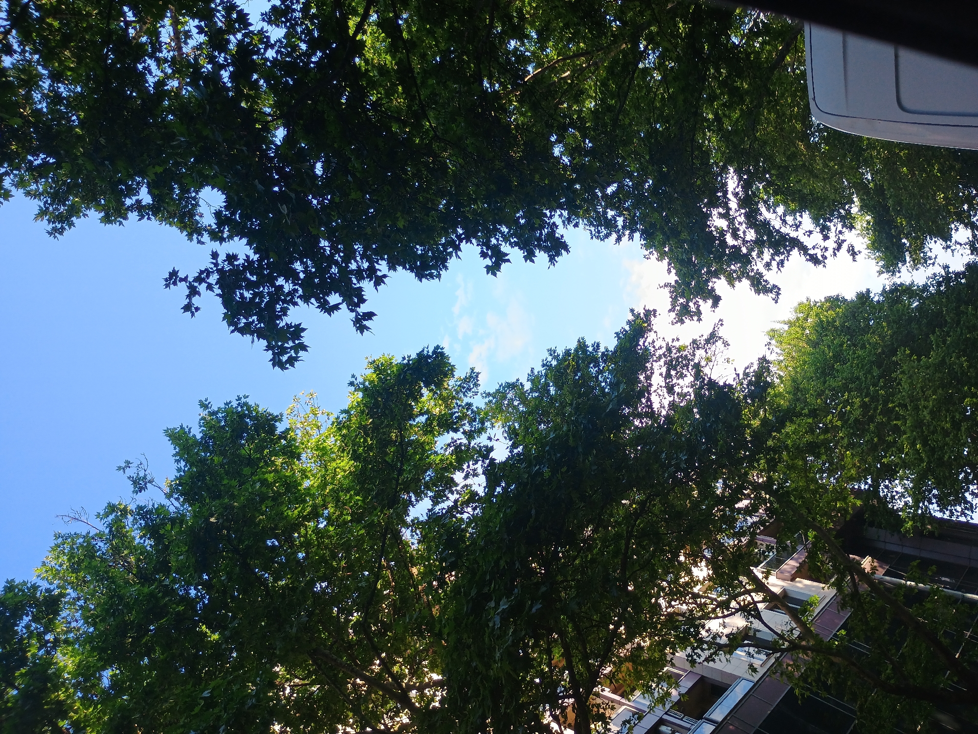 The image, taken from a low angle, features a view upward towards the sky. Dense foliage from tall trees dominates the foreground and middle ground, creating a canopy-like effect. Gaps in the foliage reveal patches of bright blue sky, lightly dotted with thin, white clouds. Portions of a building with multiple windows and balconies are visible towards the lower right side of the frame. A section of what appears to be a vehicle is seen in the upper right corner. The location is an urban area where tall trees line the street.