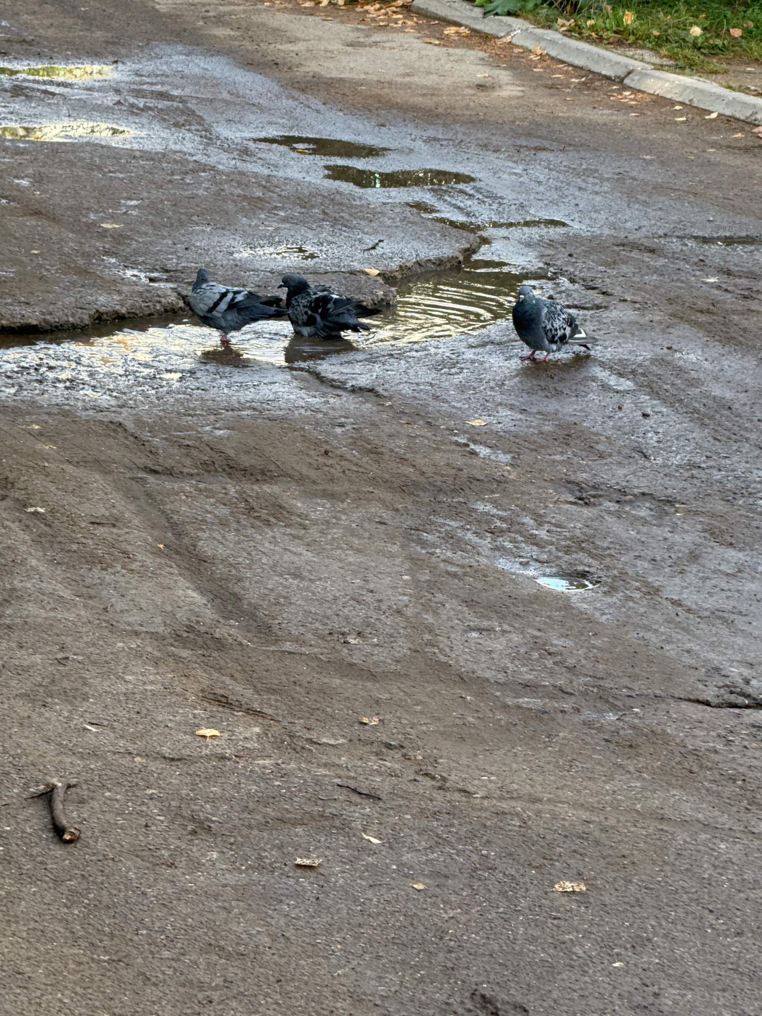 In Chaikovsky, Russia, a scene unfolds on a wet, paved area, possibly a street or a courtyard, with multiple puddles reflecting the overcast sky. Three pigeons are present. Two of the pigeons are clustered together in a shallow puddle, appearing to be bathing or drinking, with one pigeon actively splashing water. The third pigeon stands nearby, outside the immediate pool of water, observing. The ground is a mixture of asphalt and mud, with fallen leaves scattered across the surface, suggesting an autumn setting. A small stick lies on the ground in the lower left quadrant of the image. The overall impression is one of a mundane urban scene, punctuated by the activity of the birds in the inclement weather.