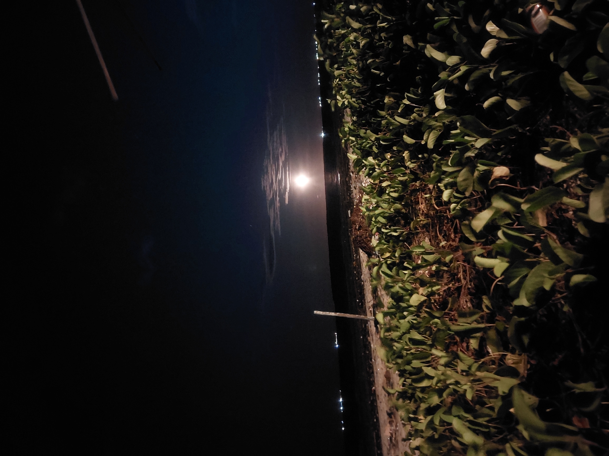 At night in Dar es Salaam, Tanzania, a view from the shoreline shows water reflecting a bright moon. A cluster of dark green vegetation lines the edge. A wooden post juts out from the shoreline into the water. Further out on the water, faint lights indicate a distant horizon.