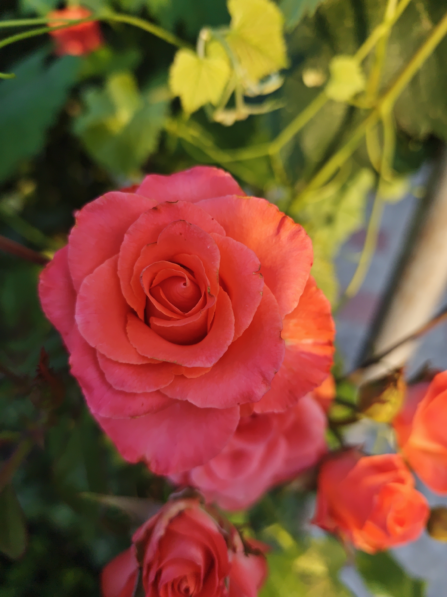 A close-up, top-down shot captures a vibrant pink rose in full bloom, its tightly curled center contrasting with the broader, outward-facing petals. The rose's color transitions from a deep pink at the edges to a bright orange-red at the center, with subtle stripes of deeper red visible on some petals. The background is a blur of dark green foliage and out-of-focus yellow leaves, suggesting a garden setting. Several other roses, mostly out of focus and in various stages of bloom, are visible in the lower right and bottom portions of the image. The lighting appears natural, casting a soft glow on the rose petals. The image does not contain any identifiable people, objects, or actions. The specific location in the city of Congaz, Moldova, is not ascertainable from the visual information provided.