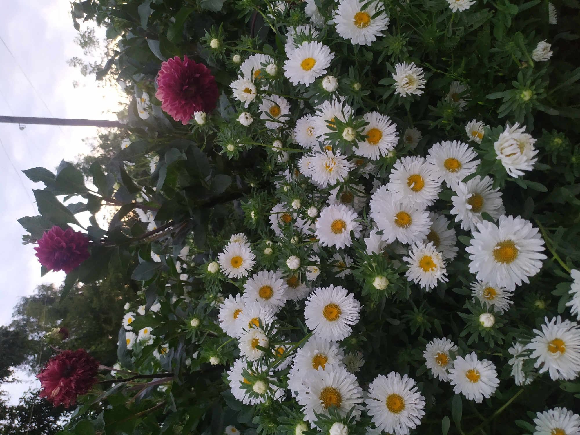 The image shows a dense planting of white asters with yellow centers, interspersed with a few large, deep red dahlias. The flowers are in full bloom, with many buds also visible. The foliage is lush and green, creating a backdrop for the vibrant blooms. The scene appears to be outdoors, possibly in a garden or park. The sky is overcast, with a hint of sunlight breaking through in the upper right portion of the image. There is a tall, thin pole visible in the background, extending from the bottom to the top of the frame. No people are present in the image, and no specific location within a city is identifiable.