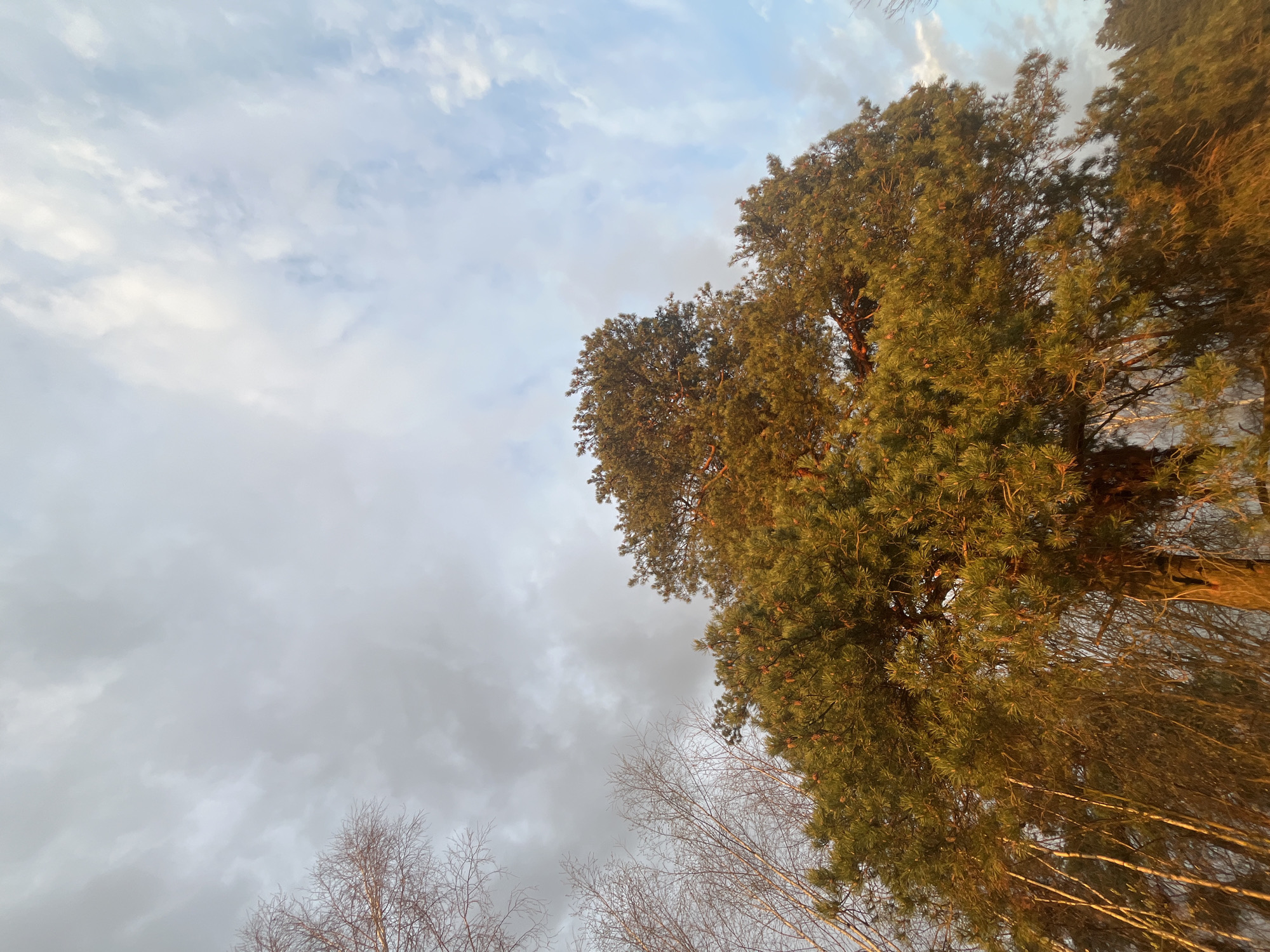 The image captures an upward view of a forest canopy against a partly cloudy sky, likely during the golden hour. The top and right sides of the frame are filled with the dense, green foliage of coniferous trees, possibly pines, whose needles are bathed in a warm, golden light. Among these evergreens, and more visible on the lower left, are the slender, bare branches of deciduous trees, possibly birches, creating intricate patterns against the sky. The sky above is a mosaic of soft blue patches interspersed with a variety of white and grey clouds. The warm, low-angle light highlights the textures of the trees and creates a serene, natural atmosphere. The scene depicts a tranquil woodland or forest environment. No people, man-made objects, or visible text are present in the image. The location context provided is Voronino, Russia.