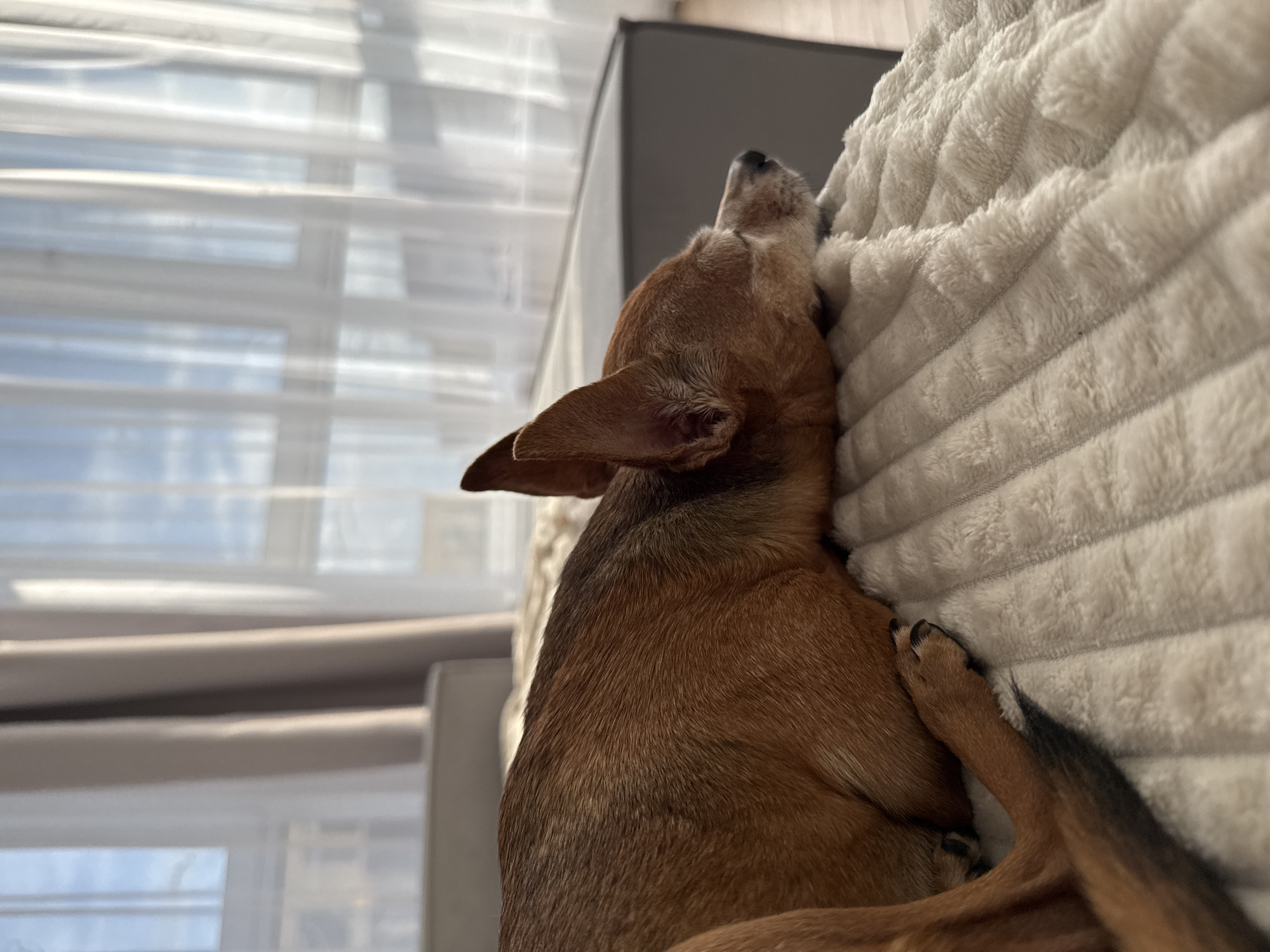 In the city of Laikovo, Russia, a small, tan dog is sleeping on a plush, white blanket. The dog is positioned on its side, with its head resting on the blanket. Its eyes are closed, and its ears are perked up. The dog's tail, which is black at the tip, extends out to the left. Behind the dog, a gray sofa is visible, and beyond that, sheer white curtains hang in front of a window, allowing natural light to filter into the room. The scene appears to be an indoor setting, likely a living room or bedroom, characterized by soft furnishings and natural light.