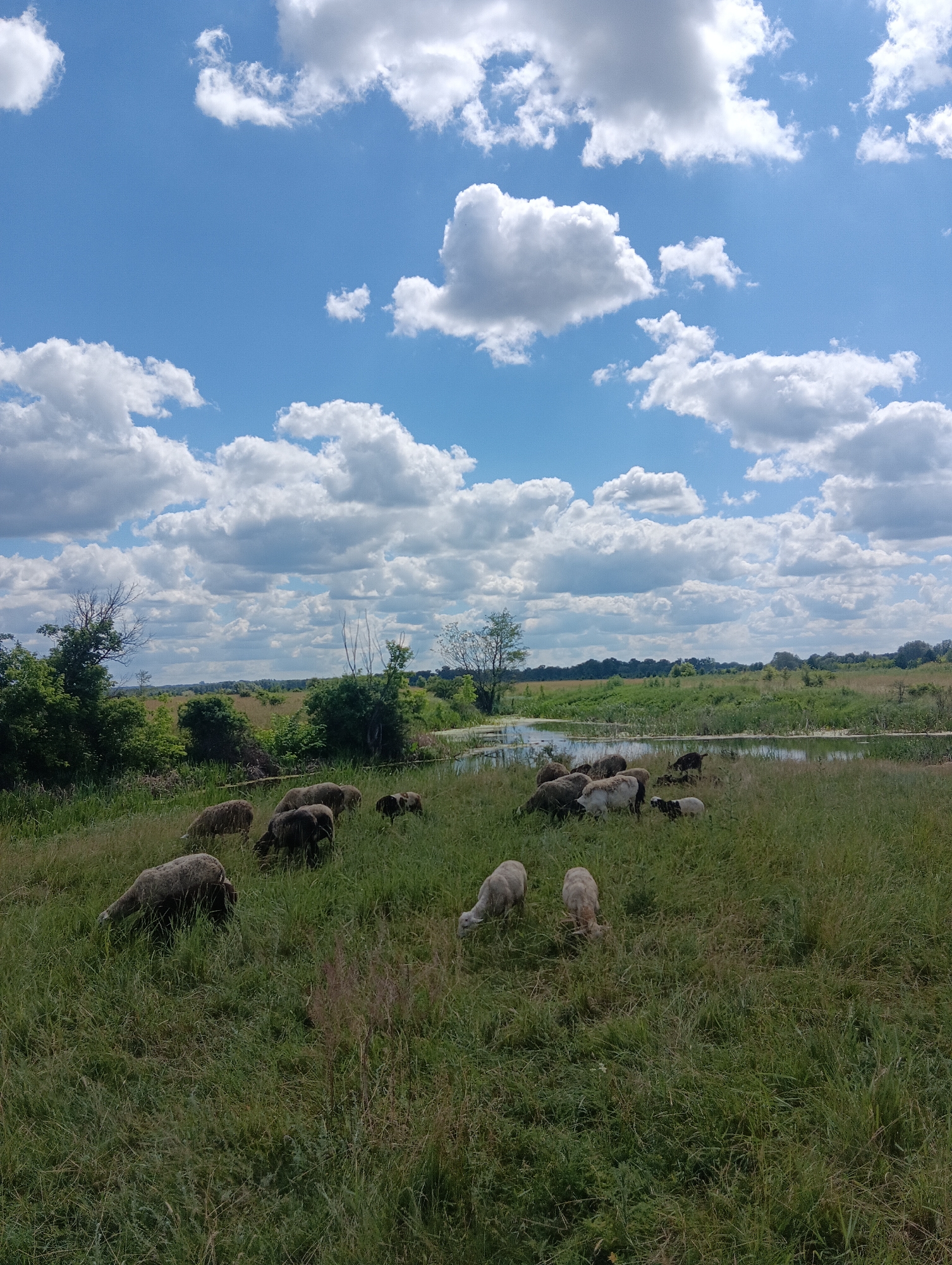 A flock of sheep graze in a grassy field under a blue sky dotted with white clouds. In the background, trees and a body of water are visible. The scene appears to be a rural landscape.