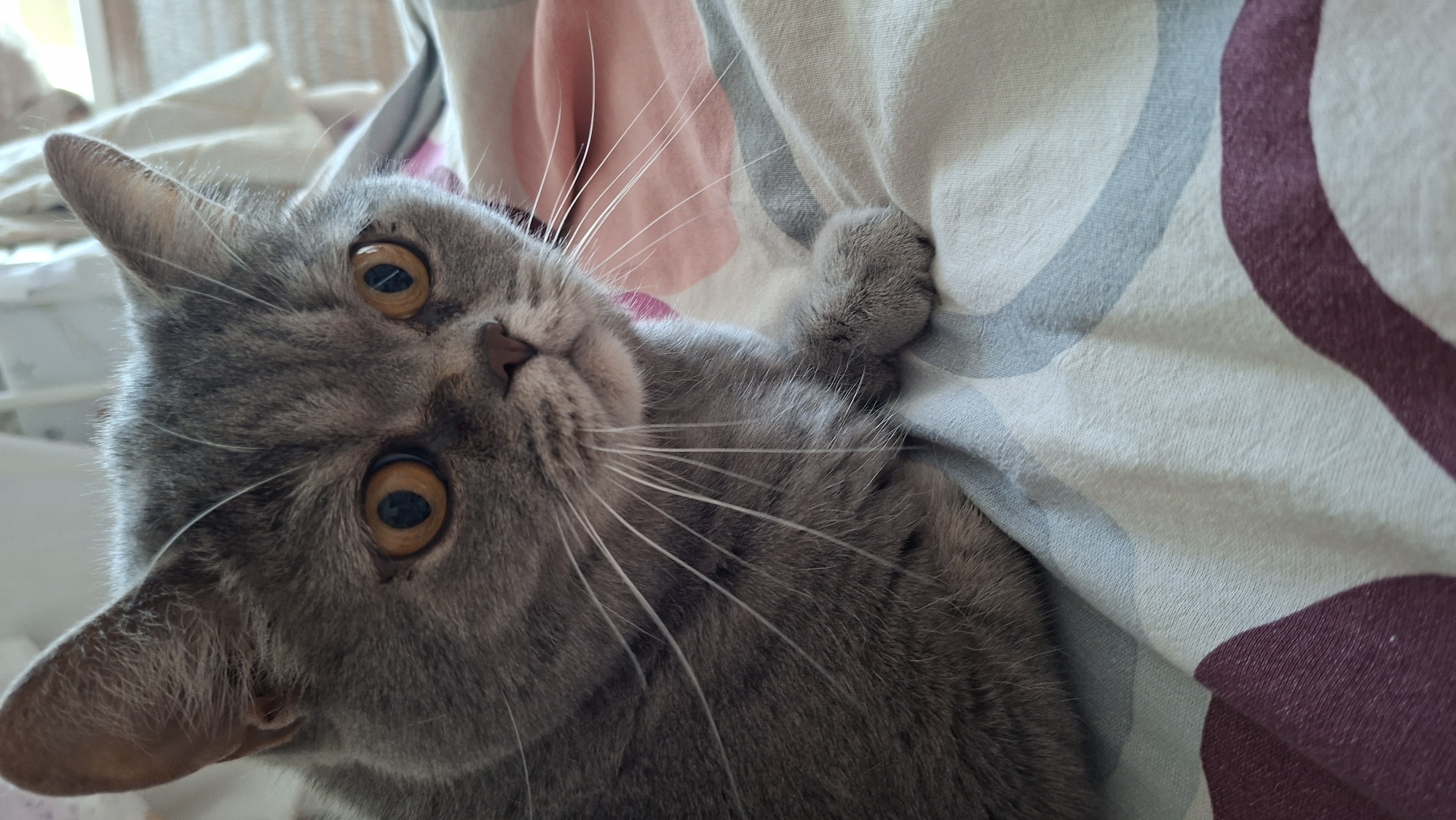 A close-up, eye-level shot captures a grey British Shorthair cat resting on a bed with a patterned comforter. The cat's large, round, amber eyes are the focal point, gazing slightly to the right. Its fur is short and dense, with subtle tabby markings on its face and body. Long, white whiskers fan out from its muzzle. The comforter displays a repeating pattern of curved lines in shades of pink, white, blue, and burgundy. The background is softly blurred, suggesting an indoor environment, possibly a bedroom. No specific location in Chaikovsky, Russia, can be determined from the image.