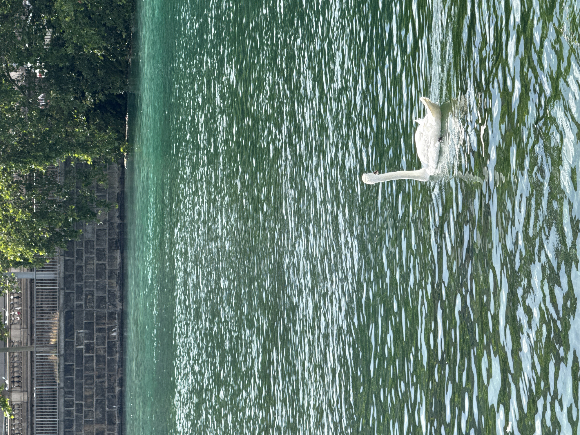A white swan swims in the turquoise waters of the Limmat River in Zurich, Switzerland. The river flows in front of a stone embankment topped with a metal railing and a treelined walkway, suggesting a public space. Lush green trees overhang the river from the embankment on the right side of the frame. The water's surface is rippled, reflecting the sunlight. The swan is positioned in the lower right quadrant of the image, facing left.