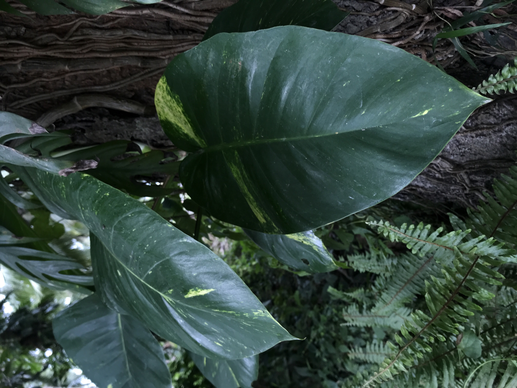 The original image displays a close-up view of lush tropical foliage. The primary subjects are large, glossy, dark green leaves with prominent yellow and lighter green variegation, characteristic of a plant like Golden Pothos (Epipremnum aureum). One large leaf dominates the upper right portion of the frame, while other similar leaves are visible in the lower and left areas.
Behind the foliage, a dense network of intertwining roots or vines covers a tree trunk, creating a textured background of browns and dark greys. To the right side and lower right, delicate fronds of green ferns are visible, contributing to the rich biodiversity of the scene. Other blurred green foliage fills the deeper background, suggesting a dense plant environment.
The lighting is soft and diffused, indicating either an overcast day or a shaded area, as there are no harsh shadows. This natural light emphasizes the vibrant greens and textures of the plants. No specific activity or event is depicted. The scene conveys the tranquility and abundance of a tropical setting, consistent with the location context of Baan Mae Nam, Thailand. There are no people, animals, man-made objects, or visible text in the image.