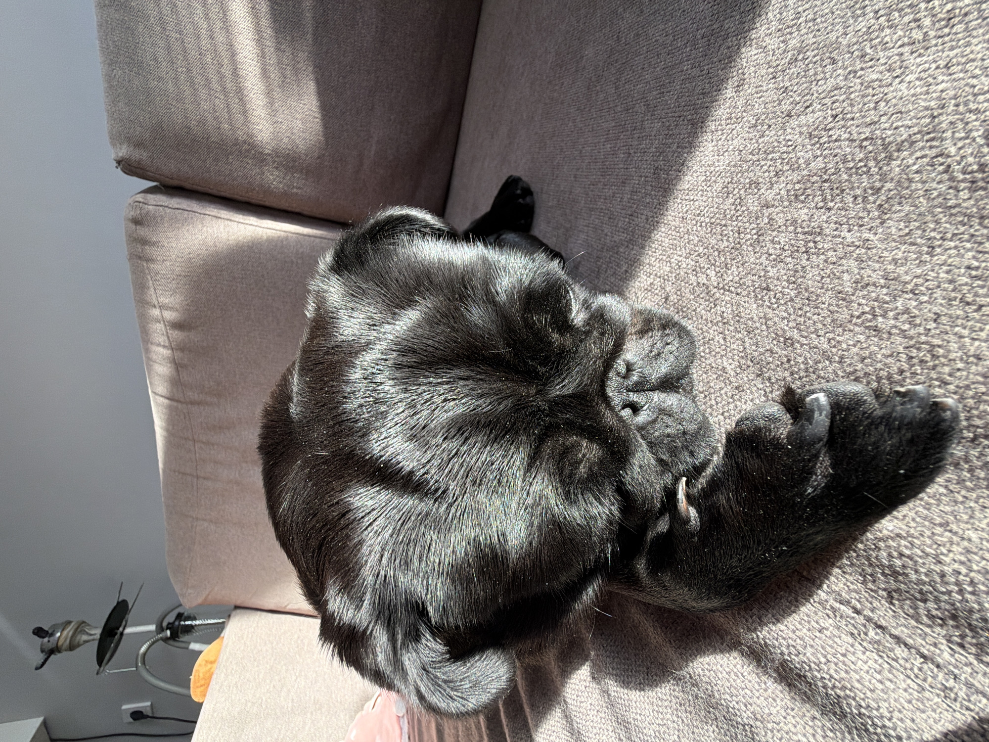 A black pug dog is sleeping on a brown couch in a room. The dog is positioned in the center of the frame, with its head resting on its paws. Sunlight is streaming in from the right side of the image, casting shadows across the couch and the dog's fur. The couch appears to be made of a textured fabric. In the background, a lamp with a curved arm is visible, as well as a wall outlet and a piece of orange material. The setting is indoors, and the room appears to be a living area. The image does not provide any information about the city of Sirius, Russia.