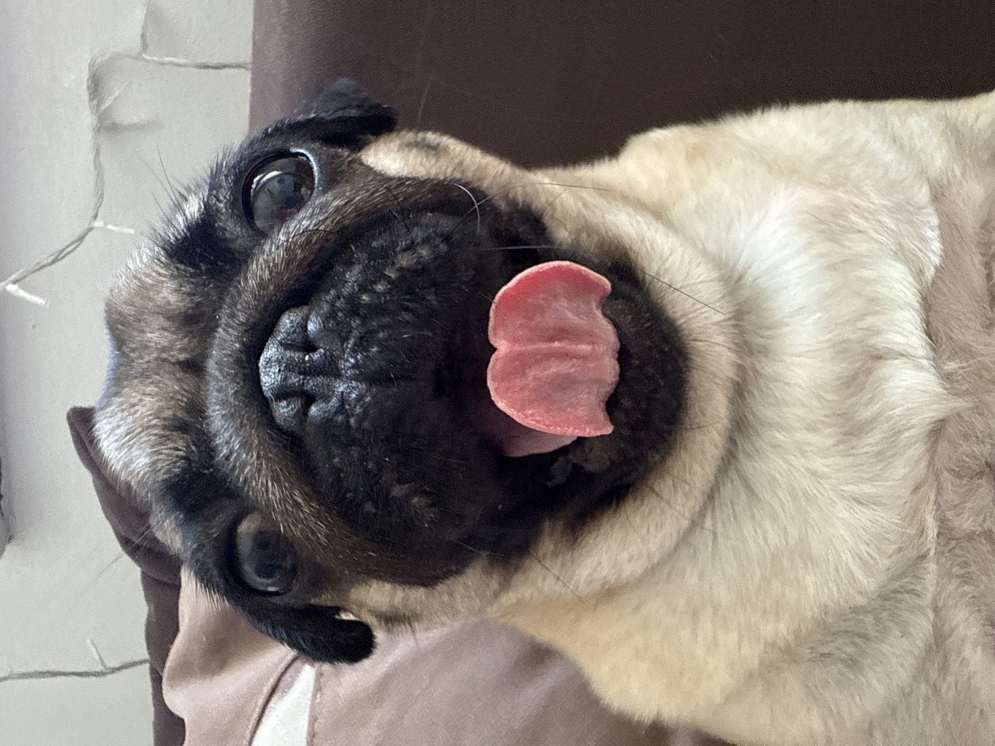 A close-up, head-on shot captures a pug with its mouth wide open and tongue lolling out. The pug's fur is a fawn color with black markings around its eyes and muzzle. The background is blurred, with hints of a brown couch and some string lights. The image is taken from a low angle, looking up at the dog.