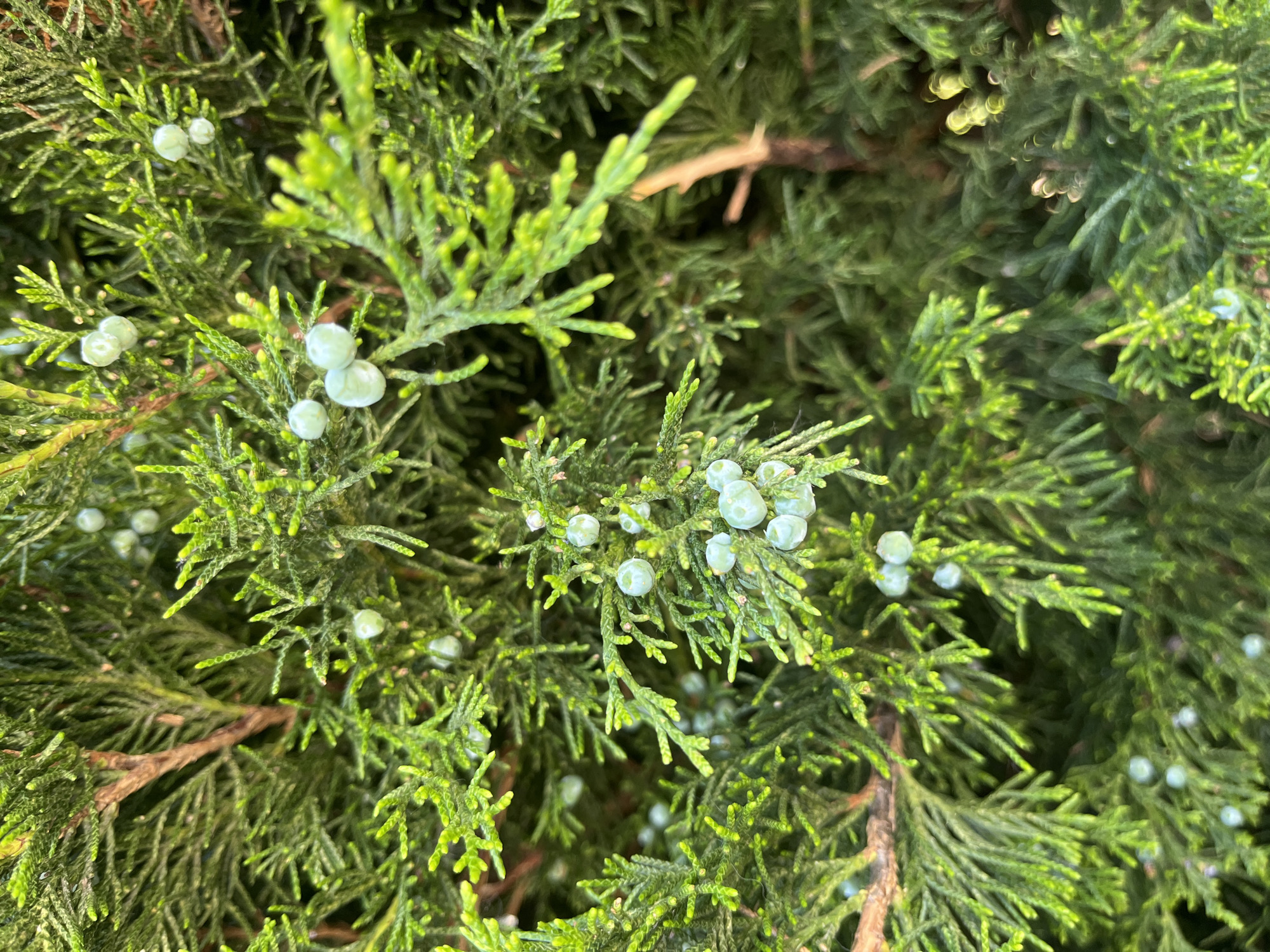 The image shows a close-up of juniper branches bearing pale blue-green juniper berries. The location in the city of A Coruña, Spain is unspecified and not visible. The focus is on the texture and detail of the foliage and fruit.