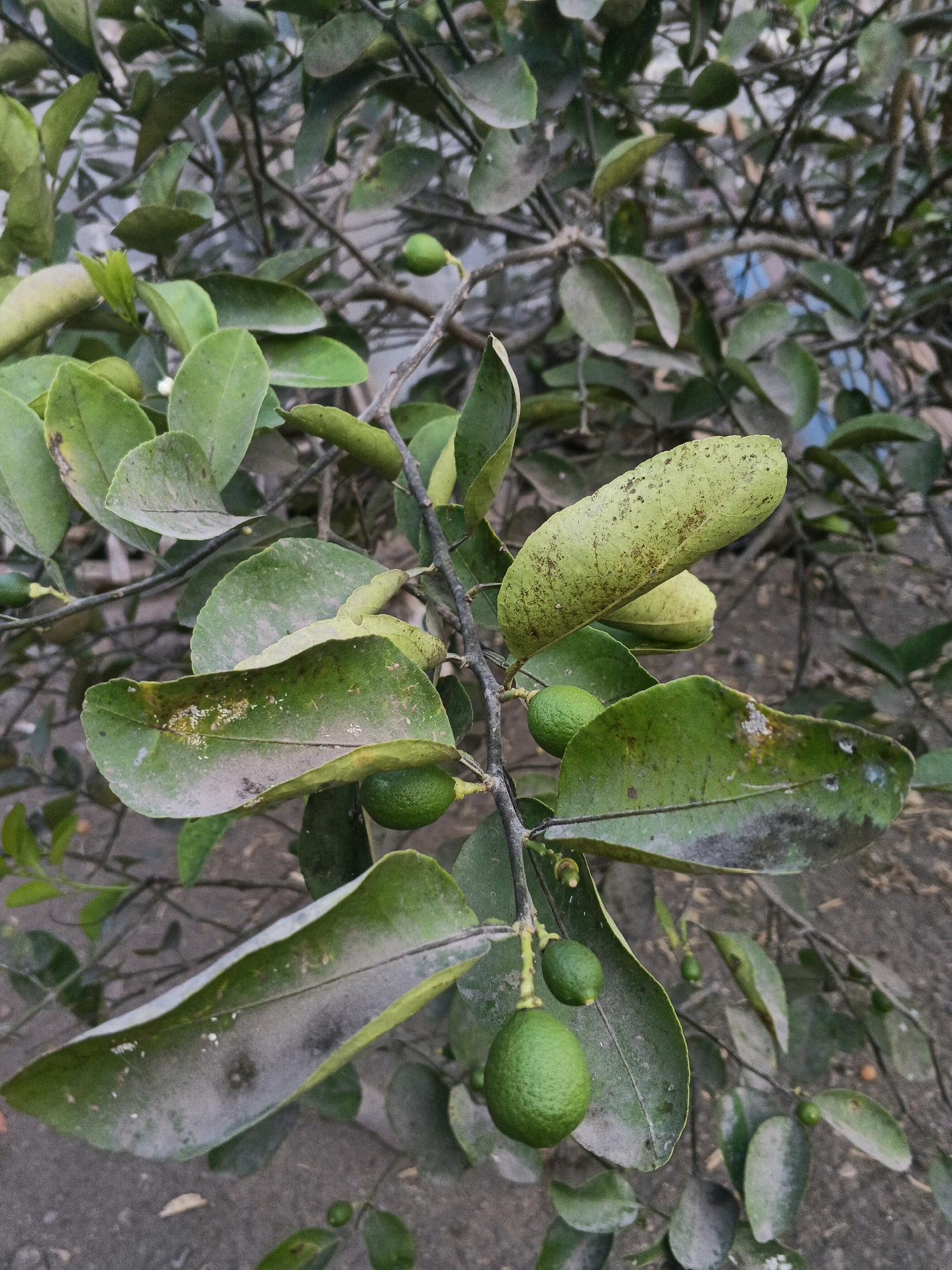 This is a close-up, vertical, eye-level, outdoor photograph of a lime tree branch with several limes and leaves. The branch is in the foreground, with the limes and leaves slightly out of focus. The background is a blur of more branches and leaves, suggesting a dense lime tree.
The most prominent lime is a bright green, round fruit hanging from a stem. To its left is a smaller, unripe lime. Further up the branch, there are two more small, green limes. Above these, there is a long, elongated, pale green fruit, possibly a different variety of citrus or an unripe lime.
The leaves are varying shades of green, some appearing dusty or slightly discolored. A few of the leaves show signs of damage or disease, with white powdery patches and brown spots. There are also some small white specks, possibly insects or mites, visible on one of the larger leaves.
The ground beneath the tree is visible at the bottom of the frame and appears to be dry earth or dirt. The overall lighting suggests it is daytime, with diffused light, possibly overcast conditions or shade.
The image was taken in Wates, Indonesia.