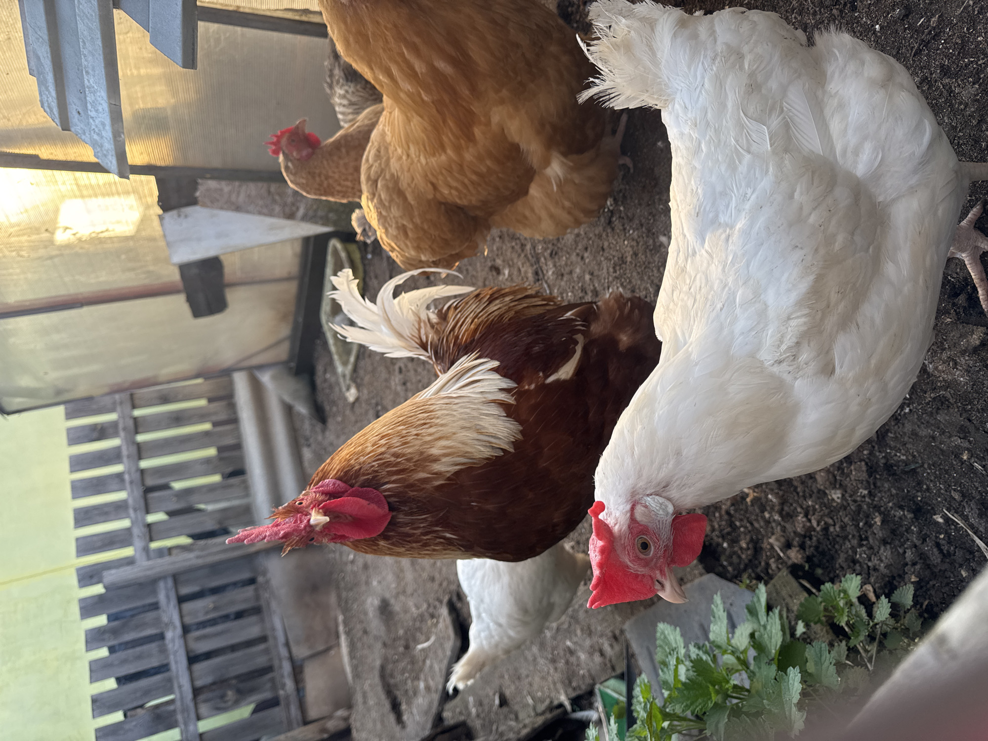 The image shows a group of chickens in what appears to be a coop or enclosed outdoor area. There are several chickens of different breeds and colors, including white, brown, and speckled varieties. The ground is dirt or soil. There is a wooden structure in the background, possibly part of the coop. Green plants grow in the lower-right corner. The location is Chaikovsky, Russia.