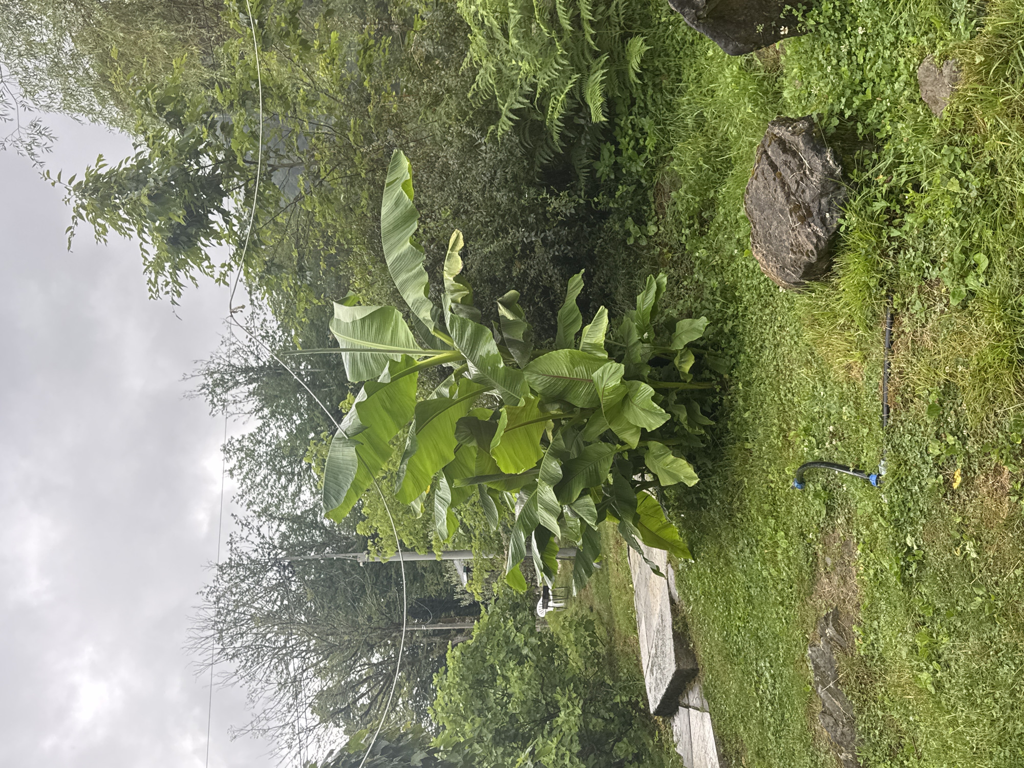 This is a medium-shot, eye-level, outdoor, daytime photograph taken in Semenovka, Russia. The scene depicts a lush, green yard with various plants and natural elements. In the center of the frame, a large banana plant dominates, its broad, vibrant green leaves reaching upwards. To the left of the banana plant, a pathway made of flat, light-colored stones leads into the yard. Further left, there are more trees and bushes. In the background, a white plastic chair and table are visible amongst the greenery. The ground is covered in a thick carpet of grass and smaller leafy plants. Several rocks are scattered across the yard, with a particularly large, dark rock in the foreground on the right. A black garden hose with a blue nozzle is lying on the grass in the lower-middle portion of the image. The sky is overcast with heavy, gray clouds, suggesting a dull or rainy day. The overall environment is verdant and somewhat wild, with a sense of natural abundance.