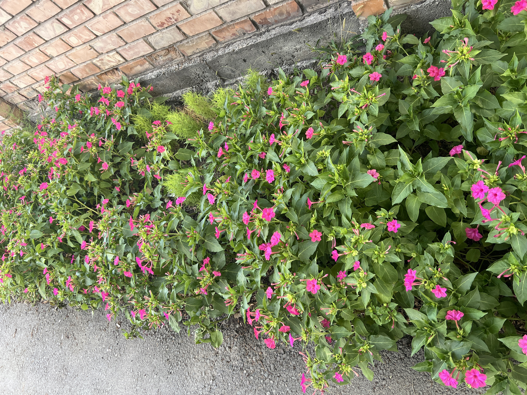 In Bishkek City, Kyrgyzstan, a dense row of blooming four o'clock flowers with vibrant pink petals lines a pathway. The flowers are interspersed with lush green foliage, some of which appears feathery and light green. To the left of the flowers, a coarse, grey asphalt surface extends, suggesting a paved area or road. To the right, a rustic brick wall, laid in a stretcher bond pattern, runs parallel to the flowers, separated by a concrete border and a thin strip of earth. The brickwork exhibits variations in color, ranging from a light tan to a deeper reddish-brown, with some weathering and discoloration visible. The scene captures a natural element of urban landscaping, contrasting the organized brick wall with the wilder growth of the flowers.