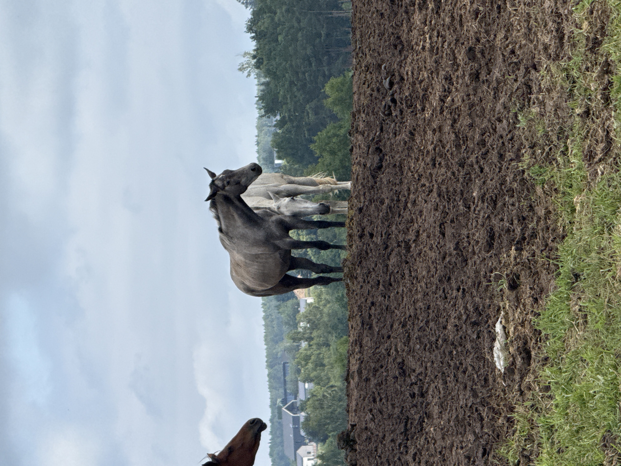 A brown horse's head is visible on the left, looking to the right. In the center, two gray horses stand on a muddy field. One gray horse is larger and in the foreground, facing left. Behind it, a smaller, lighter gray horse stands, facing forward. The background shows a dense line of green trees, with houses and buildings visible through them. The sky is overcast with clouds. The foreground consists of rough, dark brown soil, with some green grass growing along the bottom edge of the image.