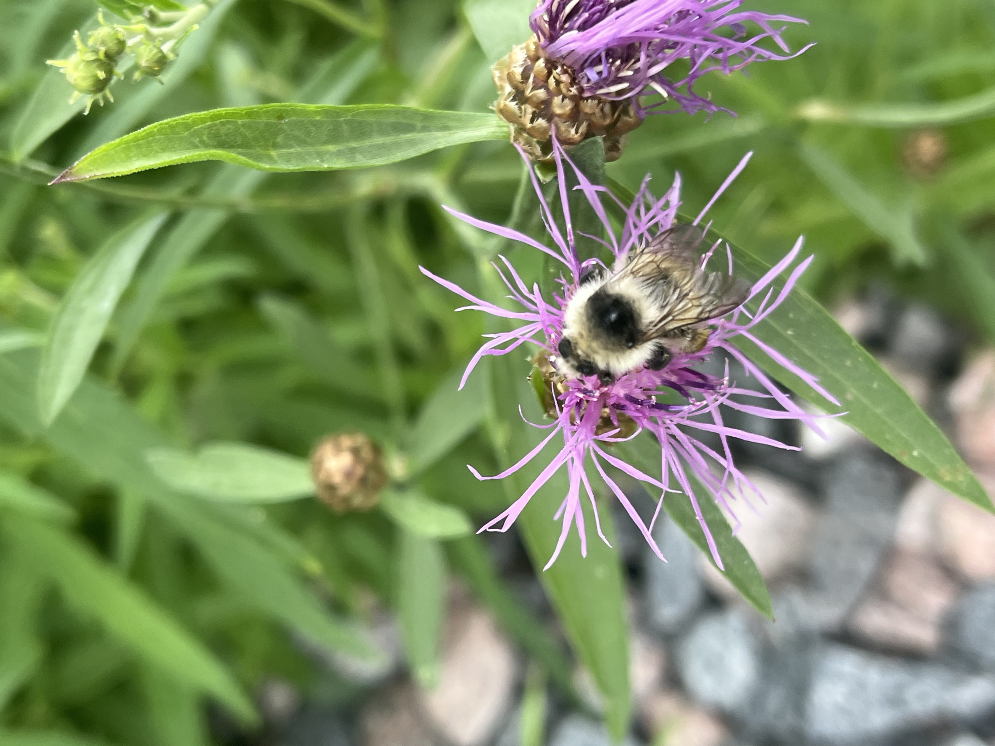 A close-up shot captures a bumblebee on a purple flower in Il'ino, Russia. The bee, with its fuzzy, black and yellow body, is positioned on the flower's delicate, spiky petals, appearing to be collecting pollen or nectar. The flower itself is vibrant purple with thin, elongated petals, and a central brown, seed-like structure. The background consists of blurred green foliage and hints of gray and pink gravel, suggesting an outdoor garden or natural setting. The lighting is natural, with soft shadows indicating daylight.