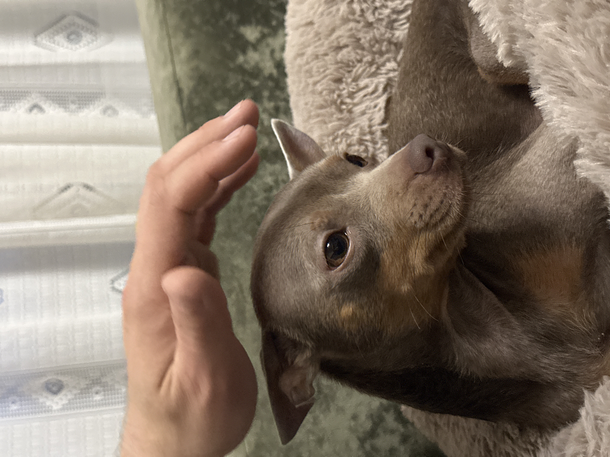 A close-up shot shows a person's hand near a brown dog lying on a fluffy, light-colored surface. The dog is looking up towards the hand with one eye visible. The background includes a green surface and a window with patterned blinds. The location is not evident.