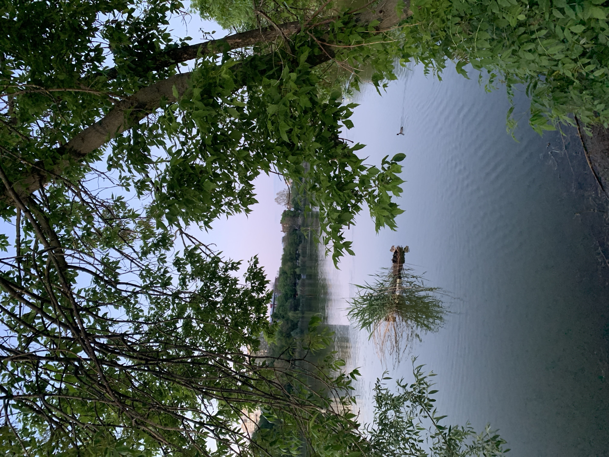 A landscape image presents a body of water framed by lush greenery. The water reflects the sky and distant trees. A small plant grows from a partially submerged log, adding visual interest to the water's surface. Green foliage surrounds the scene, providing a natural, verdant boundary. A solitary bird flies in the distance. The image is rotated and located in an unknown city.