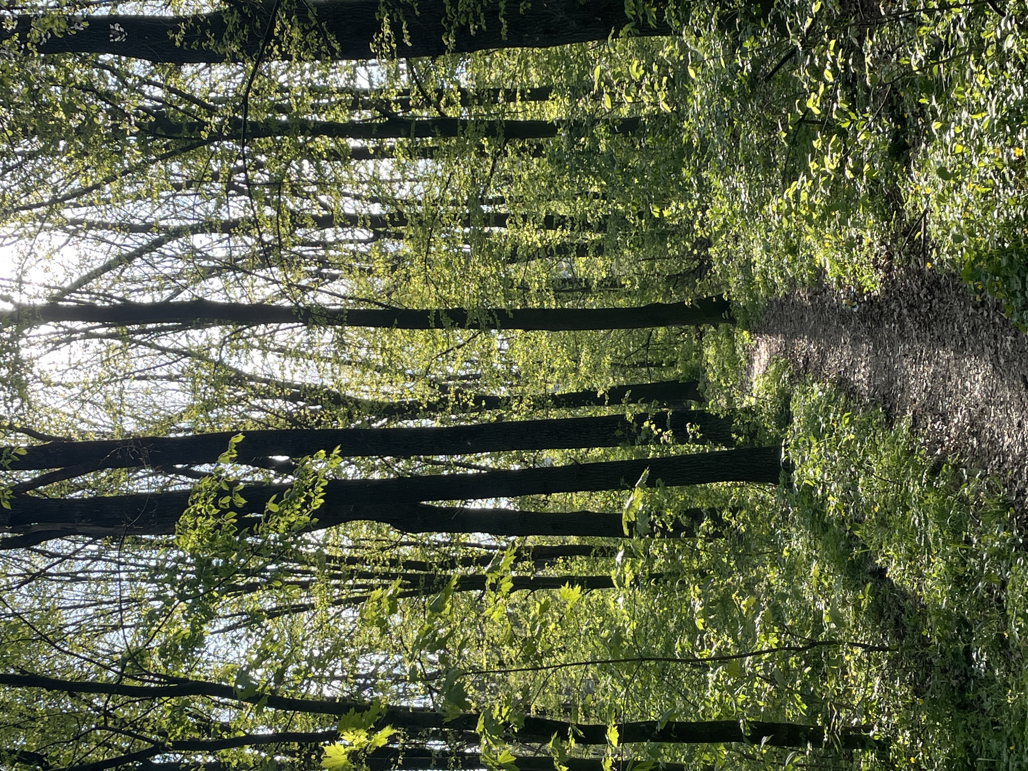 A path winds through a dense forest or wooded area. The path is lined with trees and lush green vegetation on either side. Sunlight filters through the tree canopy, creating dappled light patterns on the path and surrounding foliage. The scene is in a forest setting, typical of many parks and natural areas. No people or animals are visible in the image. The image gives a sense of tranquility and immersion in nature. The location in the city of Vinnytsia, Ukraine is inferred from the typical vegetation and forest composition found in that region.