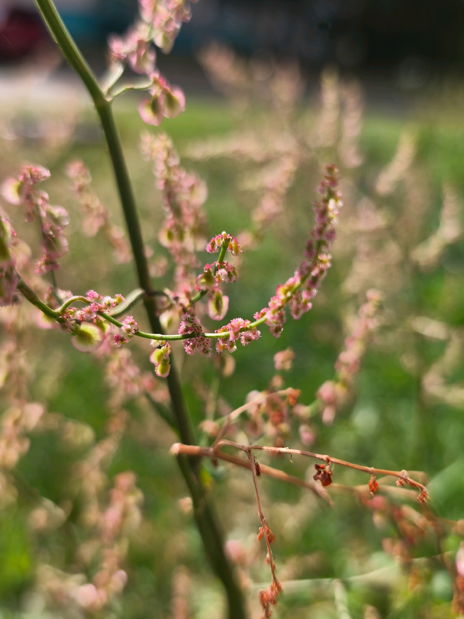 The image is a close-up, shallow depth-of-field photograph of a flowering plant. The main subject is a green stem with numerous small, pink and green flowers and seed pods. The flowers are delicate and clustered along the stem, with some appearing more mature and developing into reddish-brown seed casings. The background is softly blurred, showing out-of-focus green foliage and patches of light, suggesting an outdoor environment. There are no people or animals visible in the image. The scene appears to be a natural setting, potentially a garden or a wild area, located in the city of Mahilyow, Belarus.