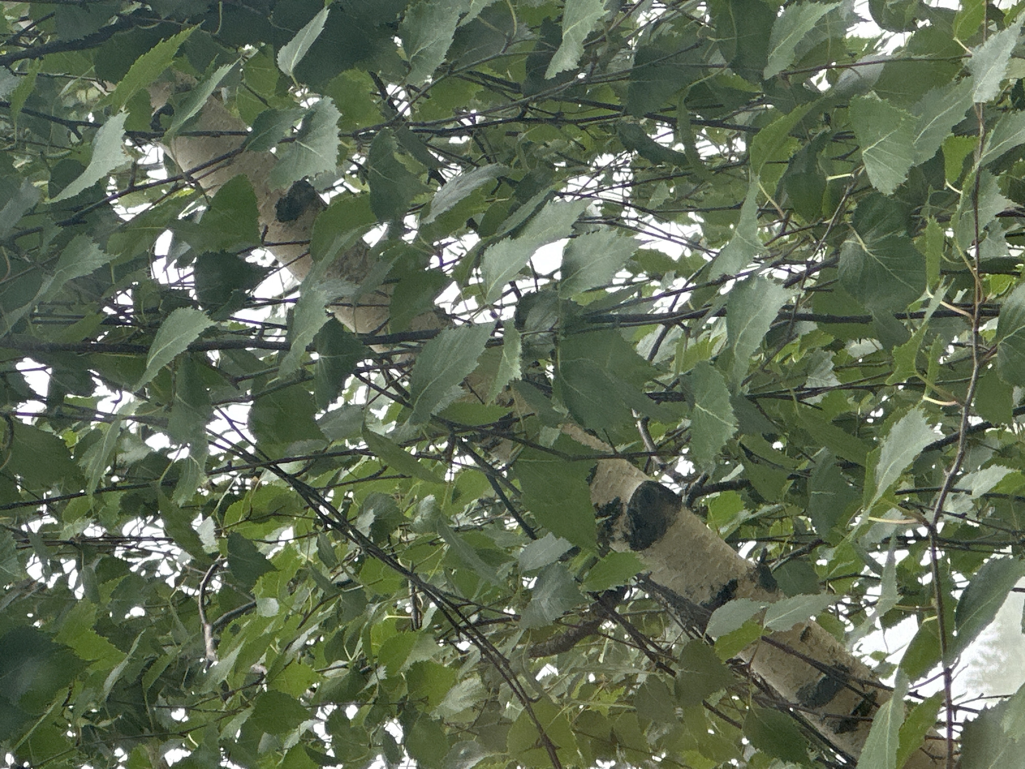The image shows a close-up view of birch tree branches covered in green leaves. The bark of the tree is visible in some areas, characterized by its distinctive white and black patterns. The lighting suggests it is daytime, with bright white areas indicating sky or light filtering through the leaves. The photograph is taken from a low angle, looking upwards into the canopy of the tree. The scene is set within an urban environment, likely in the city of Plesetsk, Russia, given the context. There are no people or animals visible in the frame. The environment appears natural, dominated by the foliage and trunk of the birch tree.