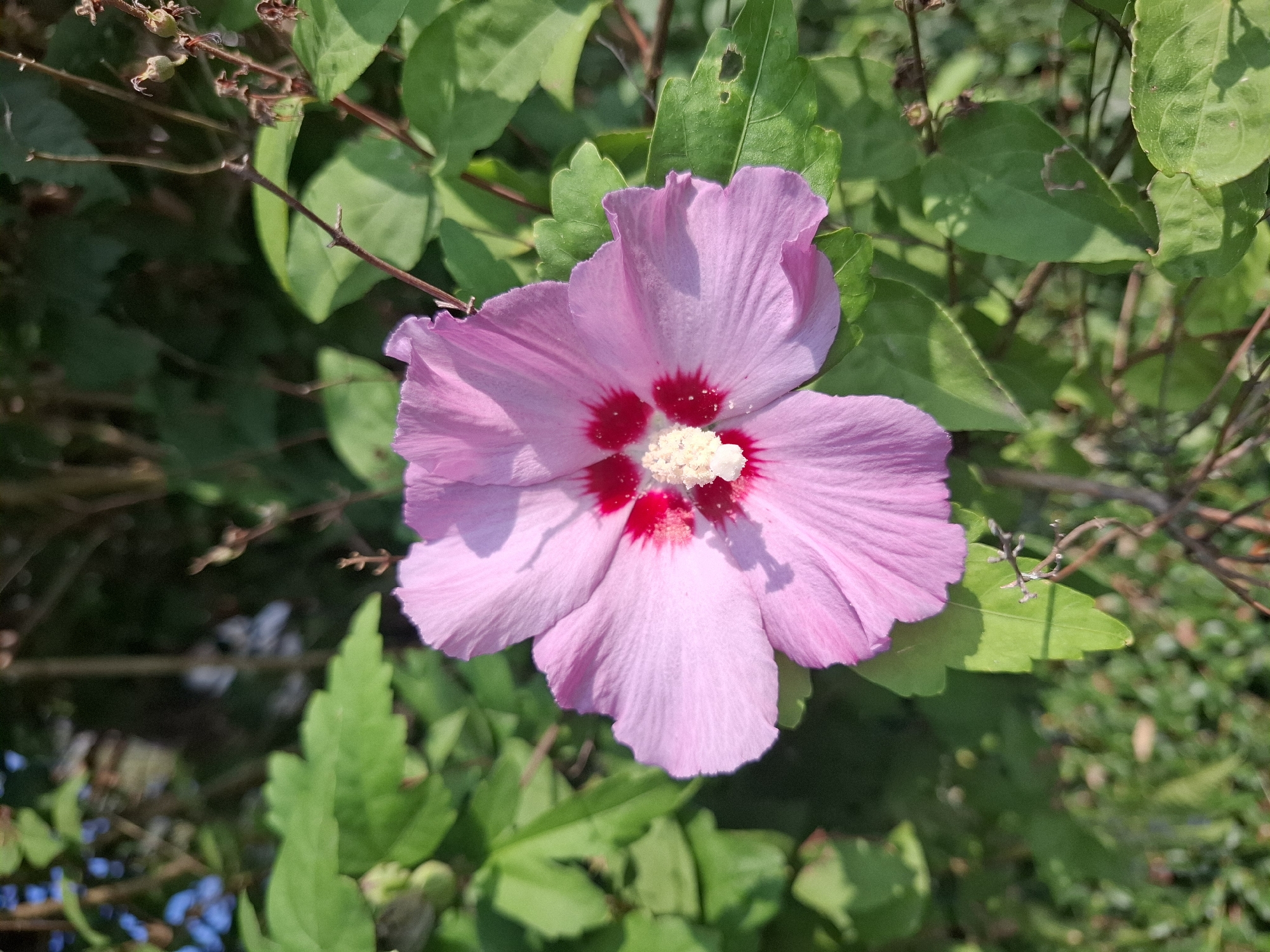 A single, light purple hibiscus flower with a deep red center and a bright yellow stamen is in focus against a backdrop of green foliage and dappled sunlight. The flower is positioned in the center of the frame, its petals slightly ruffled. The leaves of the plant are a vibrant green, some showing signs of minor damage. The background is blurred, suggesting a shallow depth of field, and contains hints of other plants and branches. The lighting indicates it is daytime, likely outdoors. No people or specific landmarks are visible. The scene appears to be a natural setting within a garden or park.