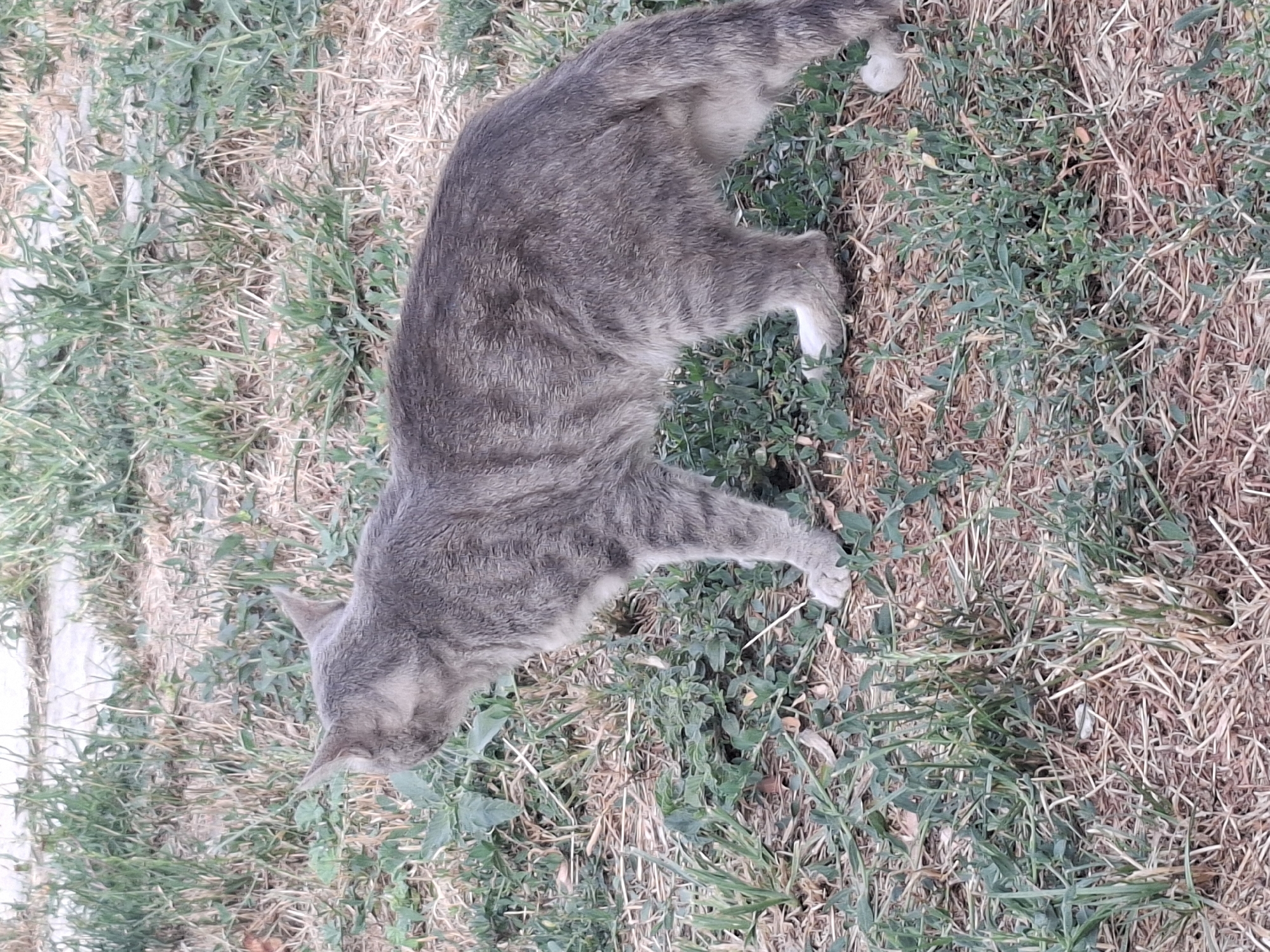 A medium-sized, grey tabby cat stands in a dry, grassy area with some green foliage. The cat is facing to the left, with its head turned slightly towards the camera. Its fur has distinct tabby markings. The ground is covered with dry grass and scattered green plants. The background is blurred but appears to be an outdoor setting. The scene is consistent with an urban park or natural area within the city of Almaty, Kazakhstan, possibly during a dry season. There are no people or other animals visible in the image.