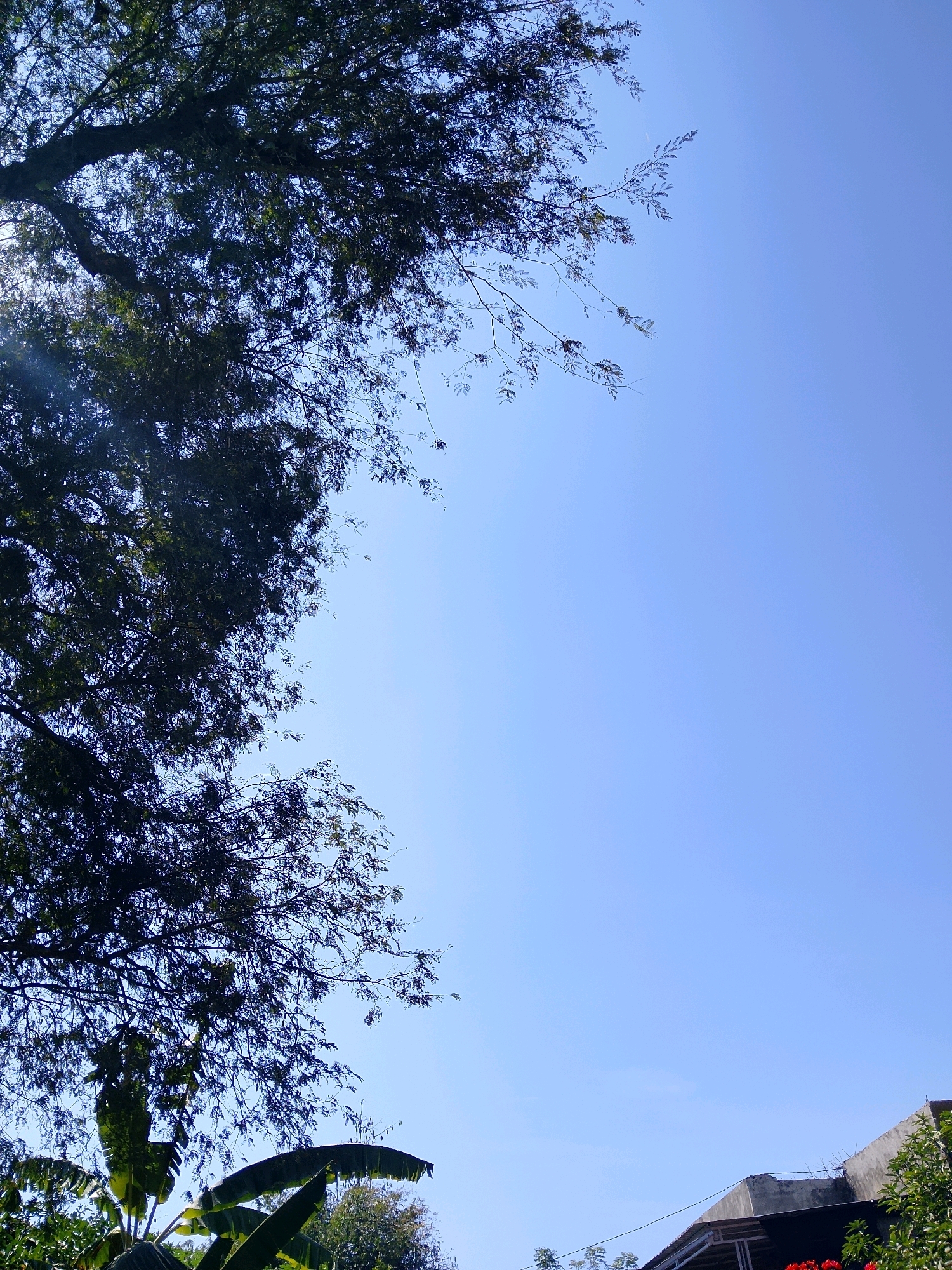 A low-angle shot captures the vast expanse of a clear blue sky. On the left side of the frame, the silhouette of a large tree with dark green foliage dominates the upper portion. Its branches, intricate and dense, extend across the sky. In the lower left, broad green leaves, possibly from a banana plant, are visible. Towards the bottom right of the image, the corner of a building with a gray concrete facade is seen, topped by some green foliage. The scene is devoid of any people.