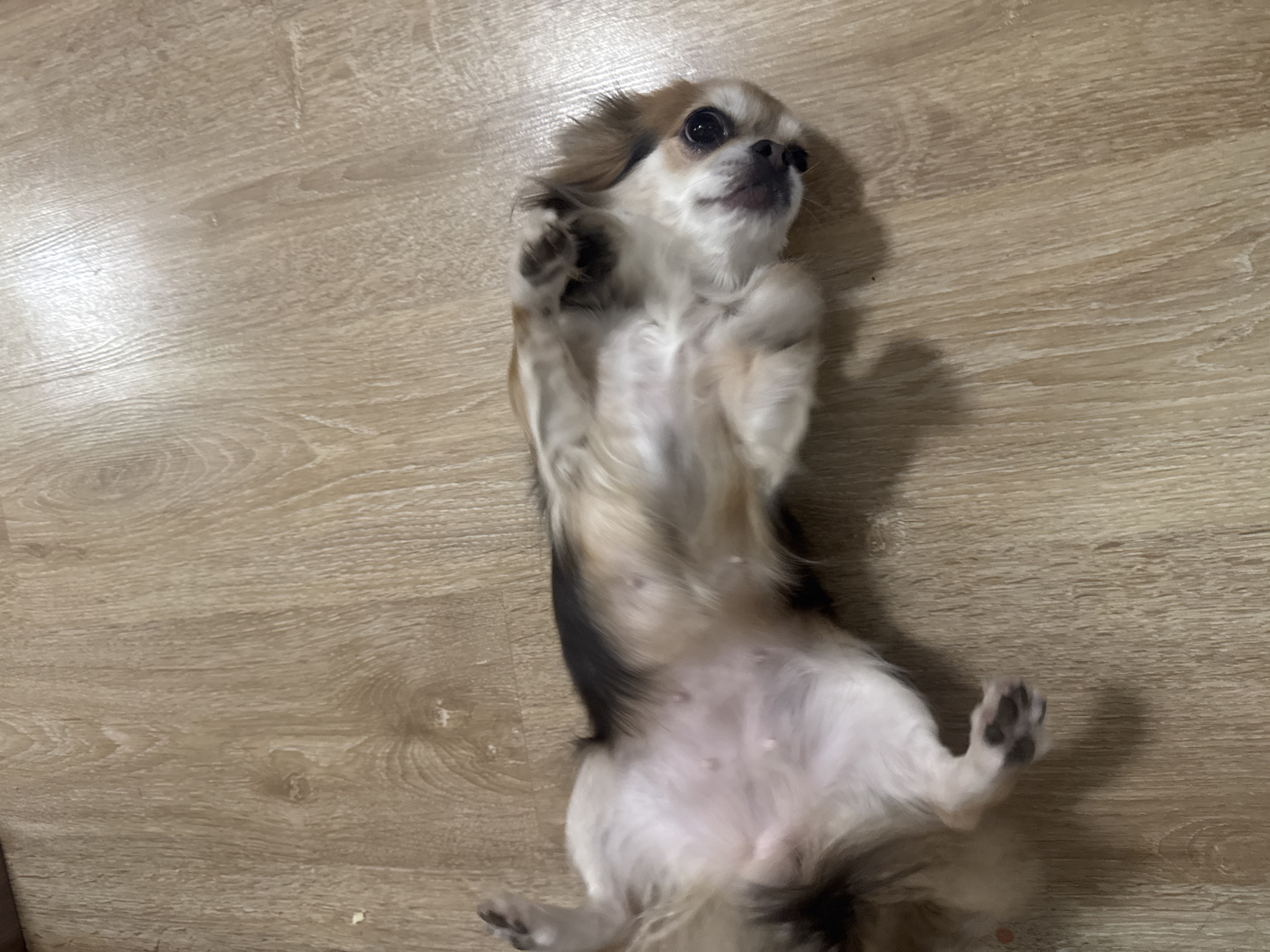 A small, long-haired dog is captured in a whimsical pose, lying on its back on a light-colored wooden floor. The dog features a coat with shades of white, light brown, and dark brown/black patches, particularly noticeable on its ears and back. Its belly is predominantly white, exposed upwards. The dog's front paws are partially raised, and its back paws are visible towards the bottom of the frame. Its face is turned slightly towards the top right, with large, dark, expressive eyes looking upwards, and a small black nose. The dog appears to be in a playful or relaxed state, possibly anticipating attention or a belly rub. The setting is clearly indoors, with the wooden floor serving as the main background, exhibiting a light wood grain pattern. There is no visible text in the image. The scene is located in Saint Petersburg, Russia.