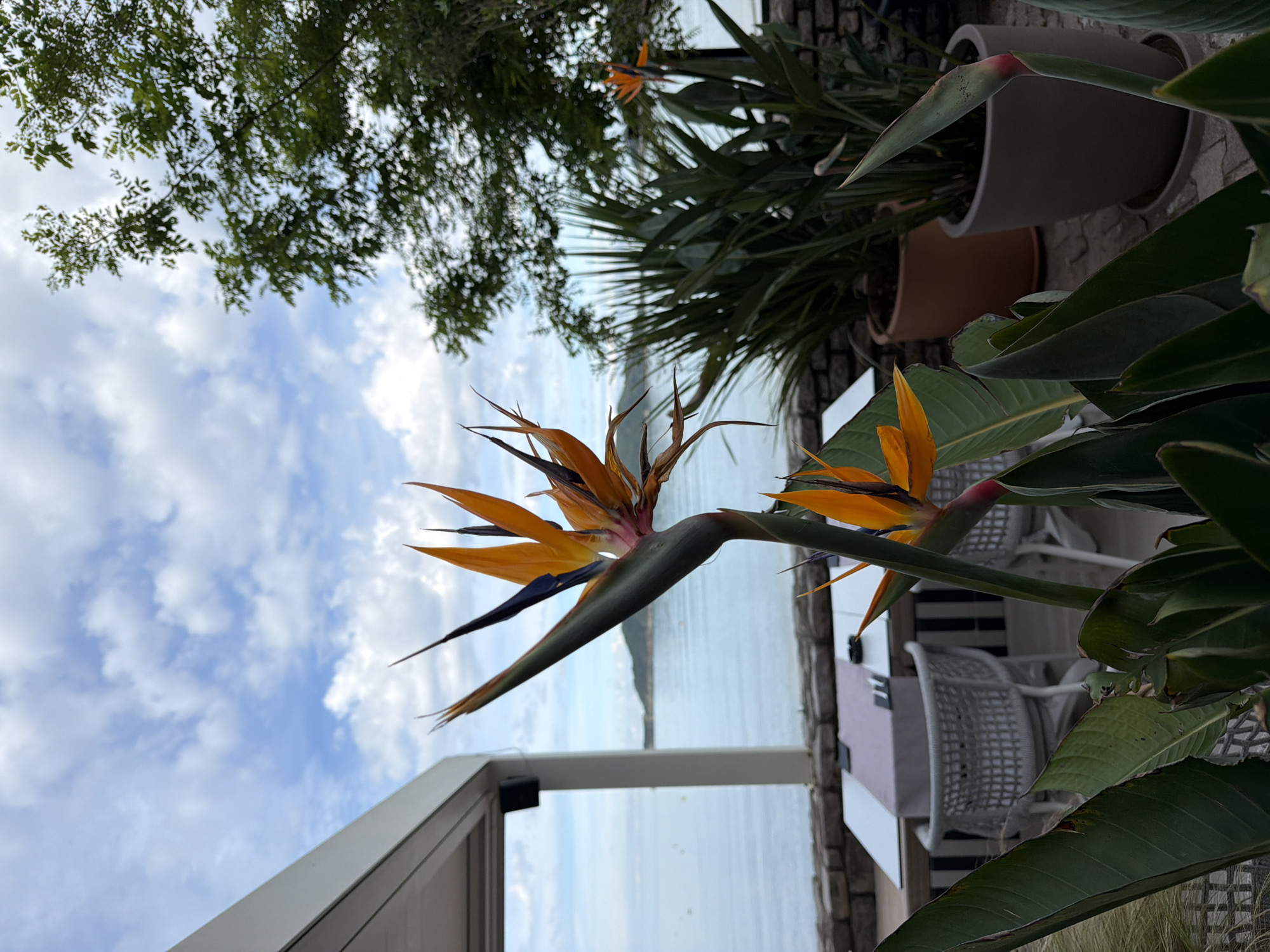 The image is taken at an outdoor dining area in Budva, Montenegro. It features a close-up view of two orange bird-of-paradise flowers. In the background, there is a view of the Adriatic Sea. The dining area has white chairs and tables. There are plants in pots. A tree with green leaves is visible in the upper left of the frame, and the sky is blue with scattered clouds.