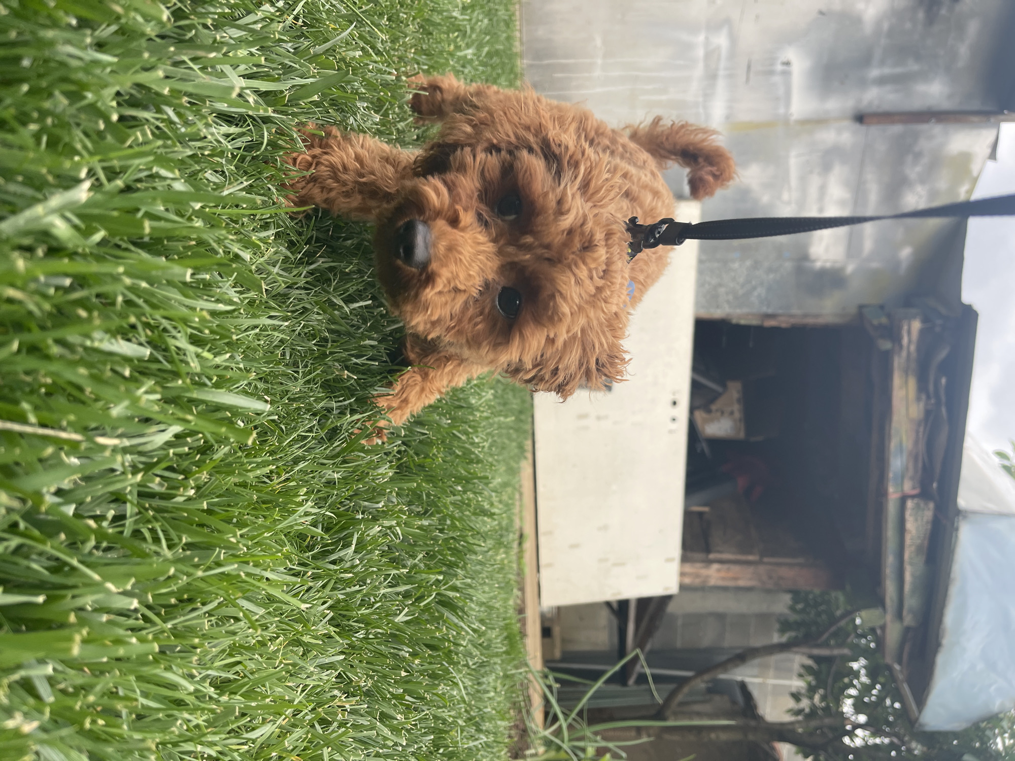 The image depicts a small, brown, curly-haired dog lying on green grass. The dog is wearing a blue collar and is attached to a black leash. The background features a dilapidated structure with a white panel, weathered wood, and corrugated metal. Behind this structure, tree branches are visible. The location is potentially a backyard or open space, but without further context, it is not possible to determine if the image was taken in Sofia, Bulgaria.