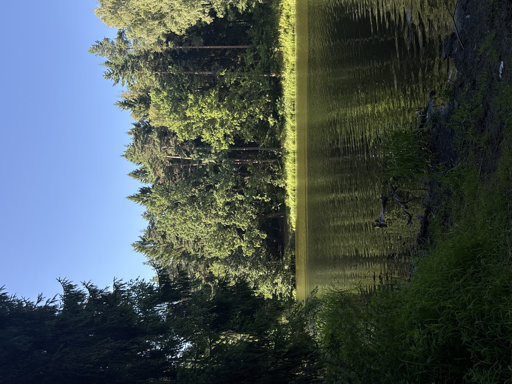 This image depicts a tranquil natural scene with a lake and a dense forest, located in the city of Mahilyow, Belarus. The foreground features the dark, rippling surface of a lake, reflecting the surrounding greenery and the clear blue sky. On the left bank, tall, dark green pine trees create a shadowed canopy, while lush green grass and reeds grow along the water's edge. The right bank is lined with a variety of trees, including pine and deciduous varieties, their foliage illuminated by sunlight. The water itself appears calm, with gentle waves creating a shimmering effect. A few fallen branches and debris are visible in the water near the shore. The overall impression is one of natural beauty and serenity, with the forest providing a dense backdrop to the open water.